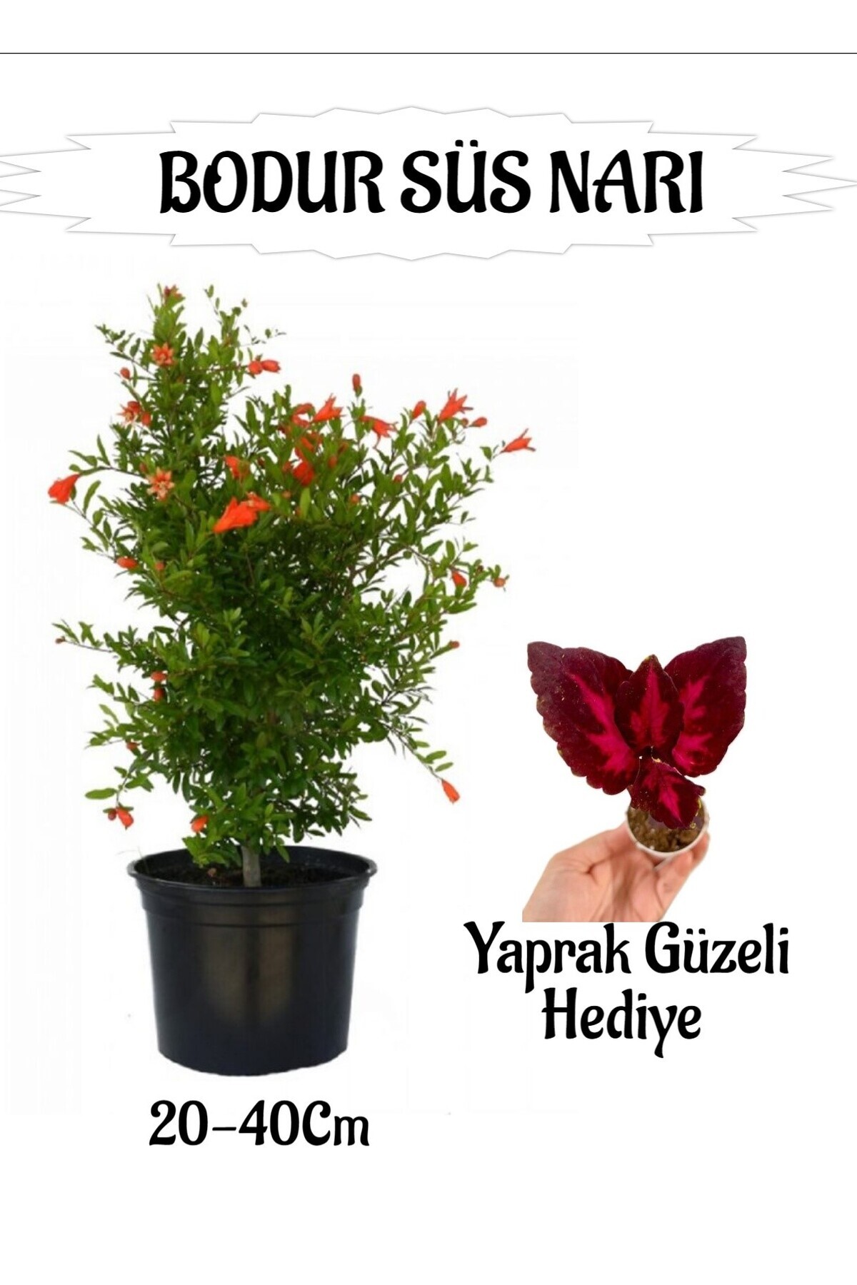 Dwarf Ornamental Pomegranate Seedling 1 Garden Landscape Set with Potted/Tube+ Leafy Gift