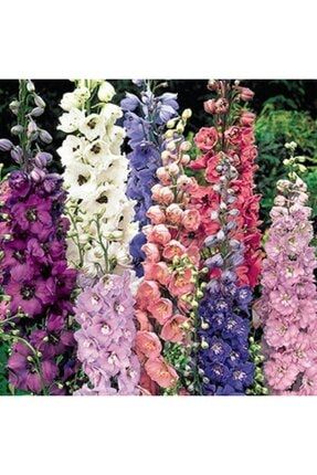10 Adet Karışık Renkli Hazeran Çiçeği Tohumu thmdnym254