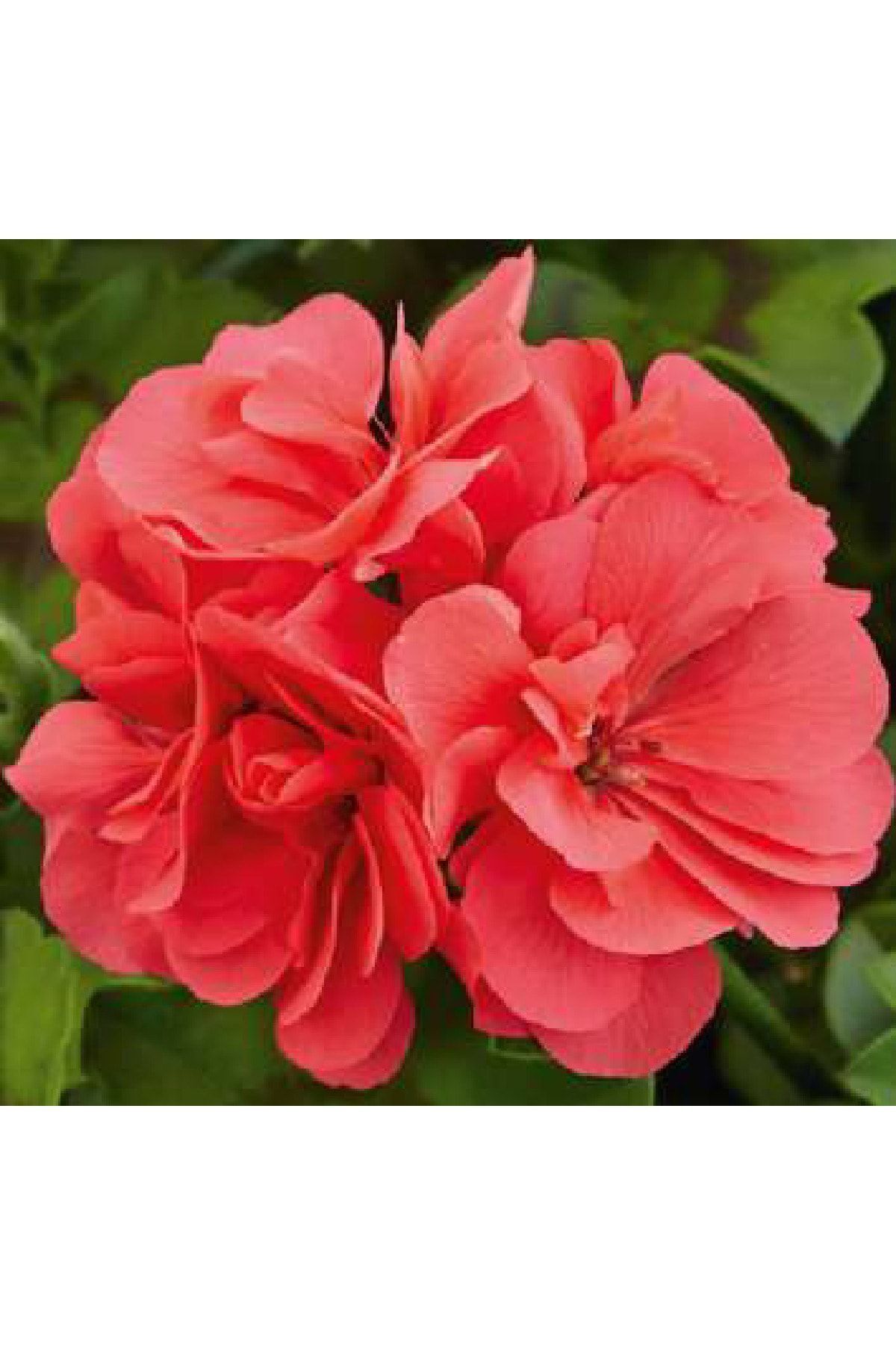 Gardina Sakız Sardunya Fidesi Katmerli ( Sarkan Sardunya Pelargonium Peltatum ) Salmon 1 Adet