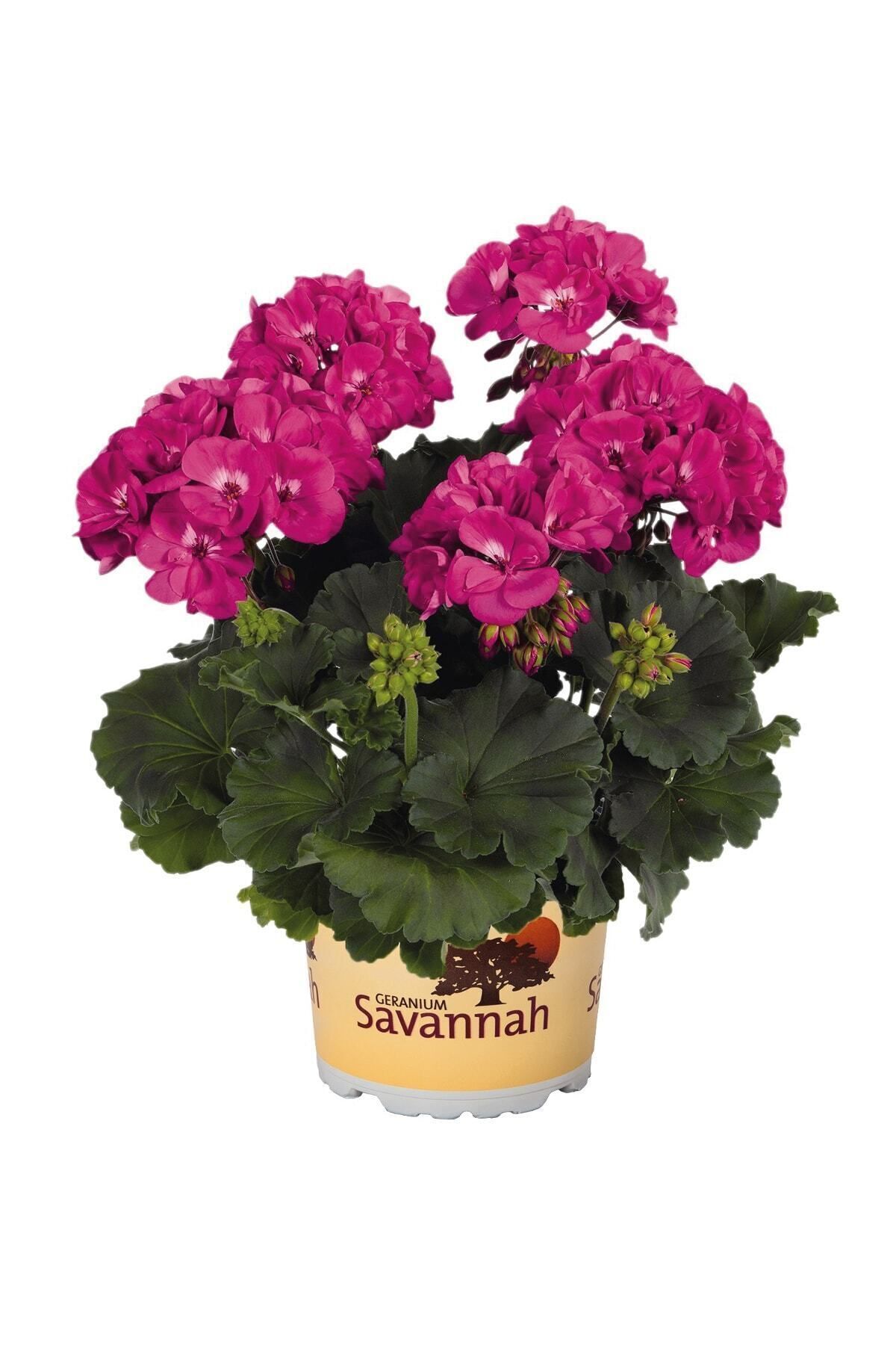 Gardina Sardunya Fidesi ( Pelargonium Zonale Classic Boylu ) Violet 1 Adet