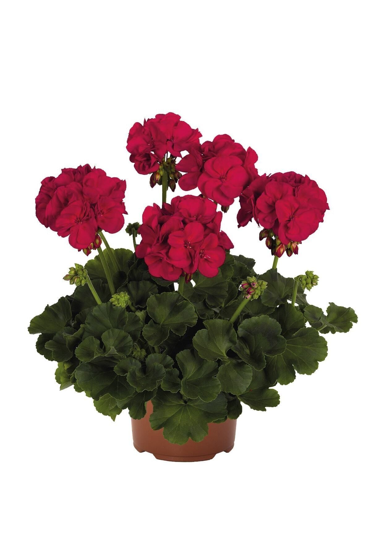 Gardina Sardunya Fidesi Bodur ( Pelargonium Zonale Dark ) Neon Purple 1 Adet