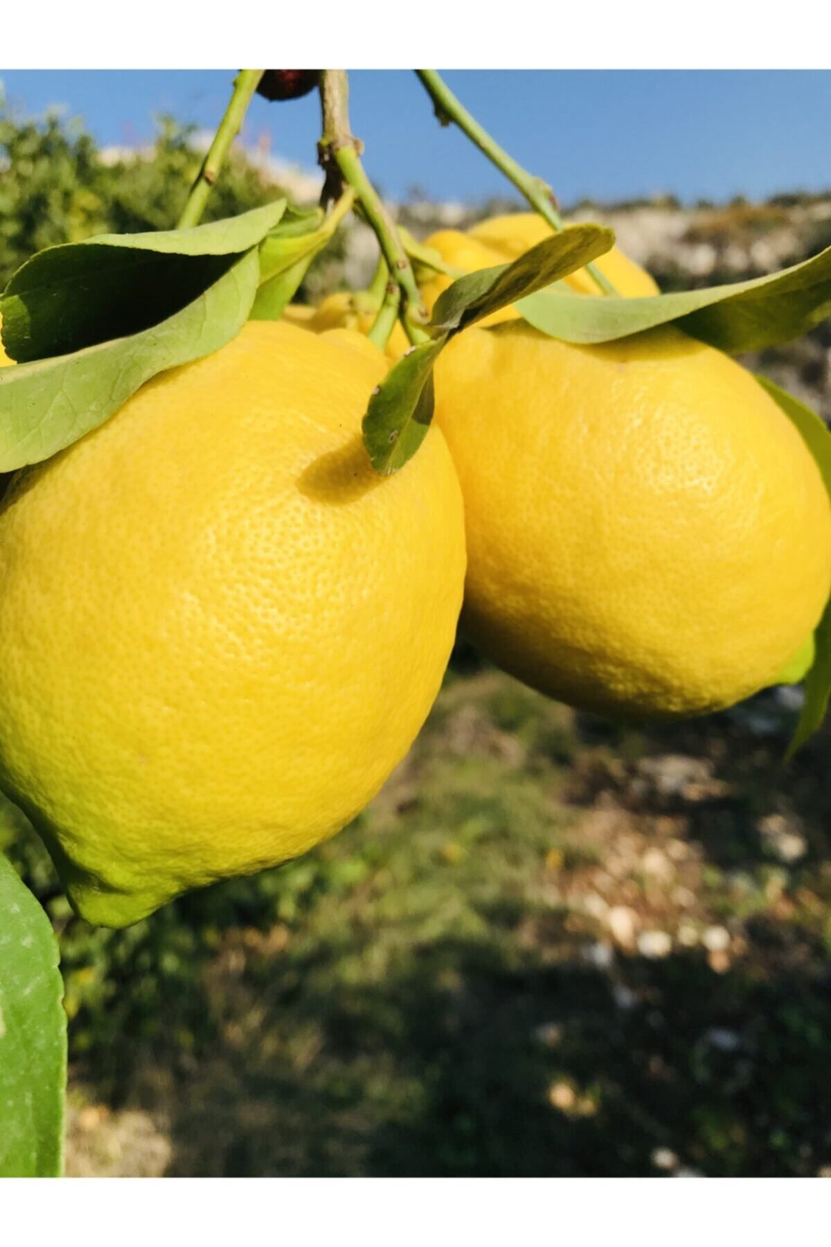 EVİM BAHÇEM Limon Fidanı Kütdiken Yerli Limon Tüplü Yediveren Limon Ağacı 3 Yaş Aşılı Fidan