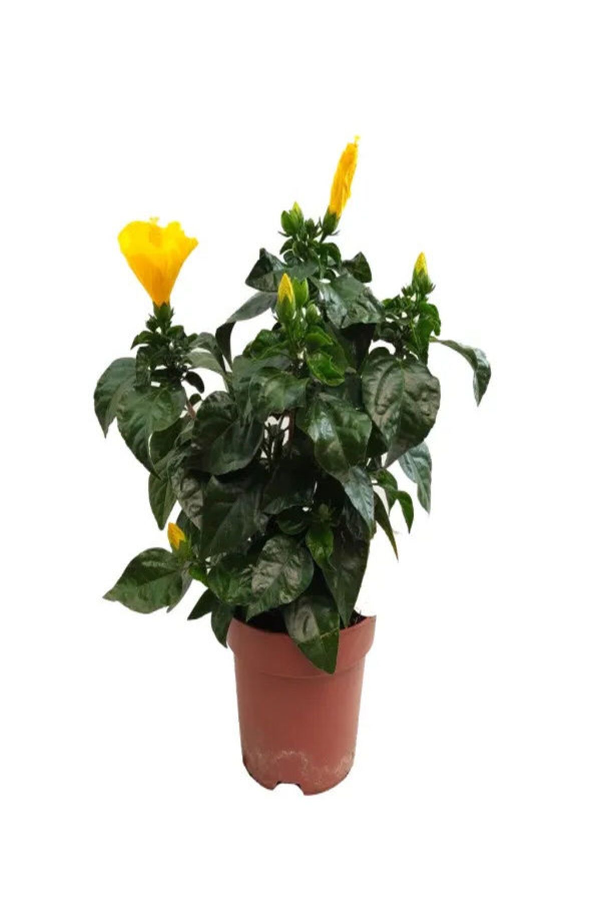 Bitkim Sende Çok Avantajlı Sarı Renkli Japon Gülü (20-30Cm)1 Adet Saksılı/ Tüplü Dış Mekan Bitkisi