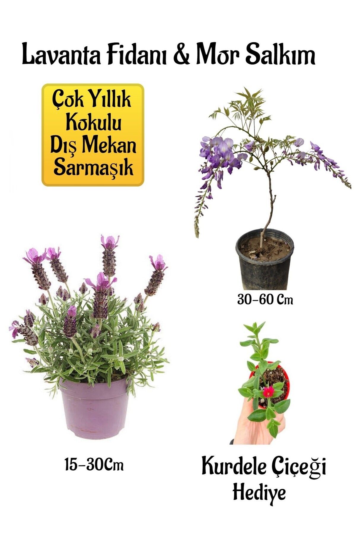 Bitkim Sende Yoğun Kokulu Lavanta+Kokulu Mor Salkım Ağacı Fidanı Buz Çiçeği Hediyeli Bahçe Seti