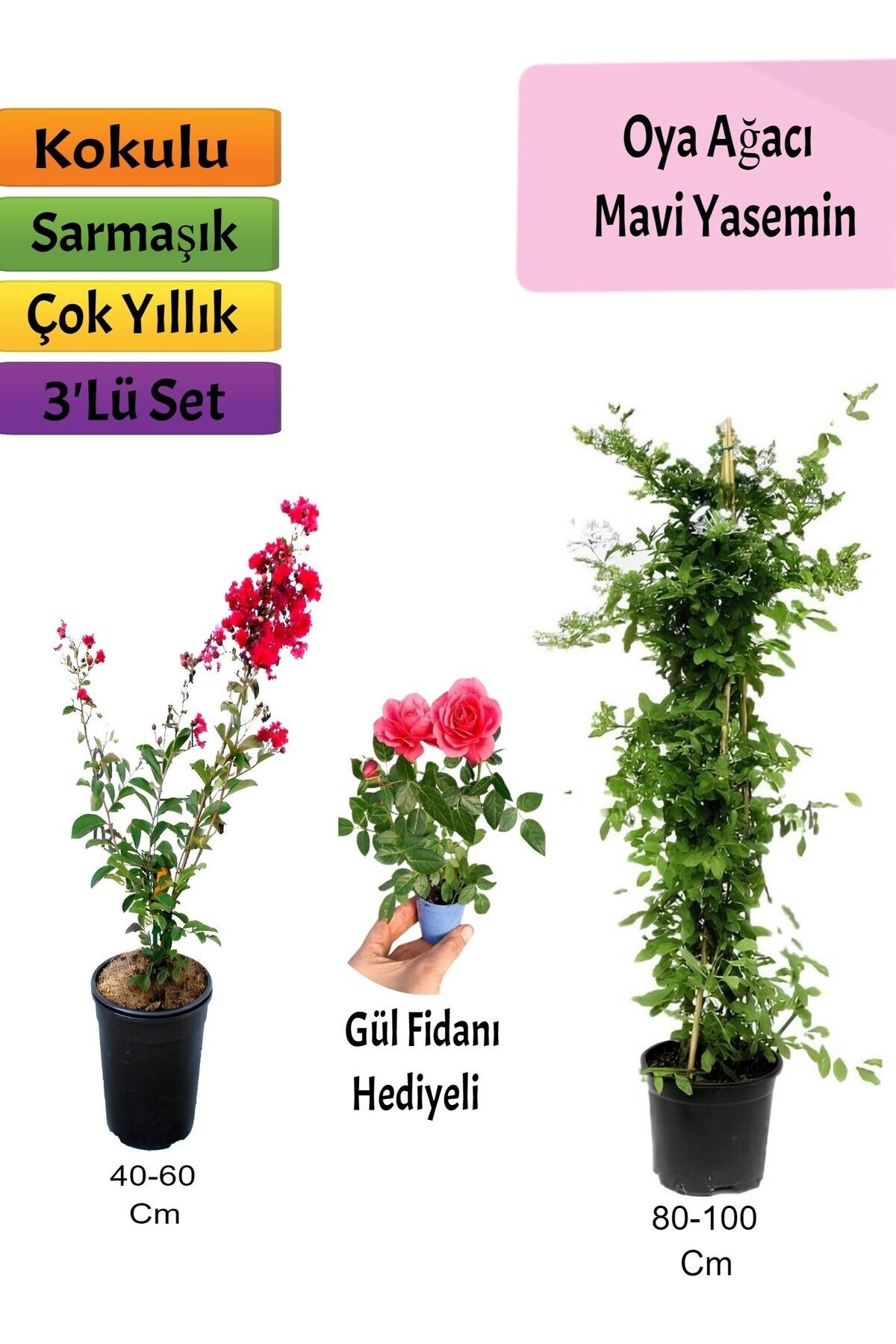 Bitkim Sende Mavi Yasemin+ Kırmızı Oya Ağacı + Pembe Mini Gül Hediyeli