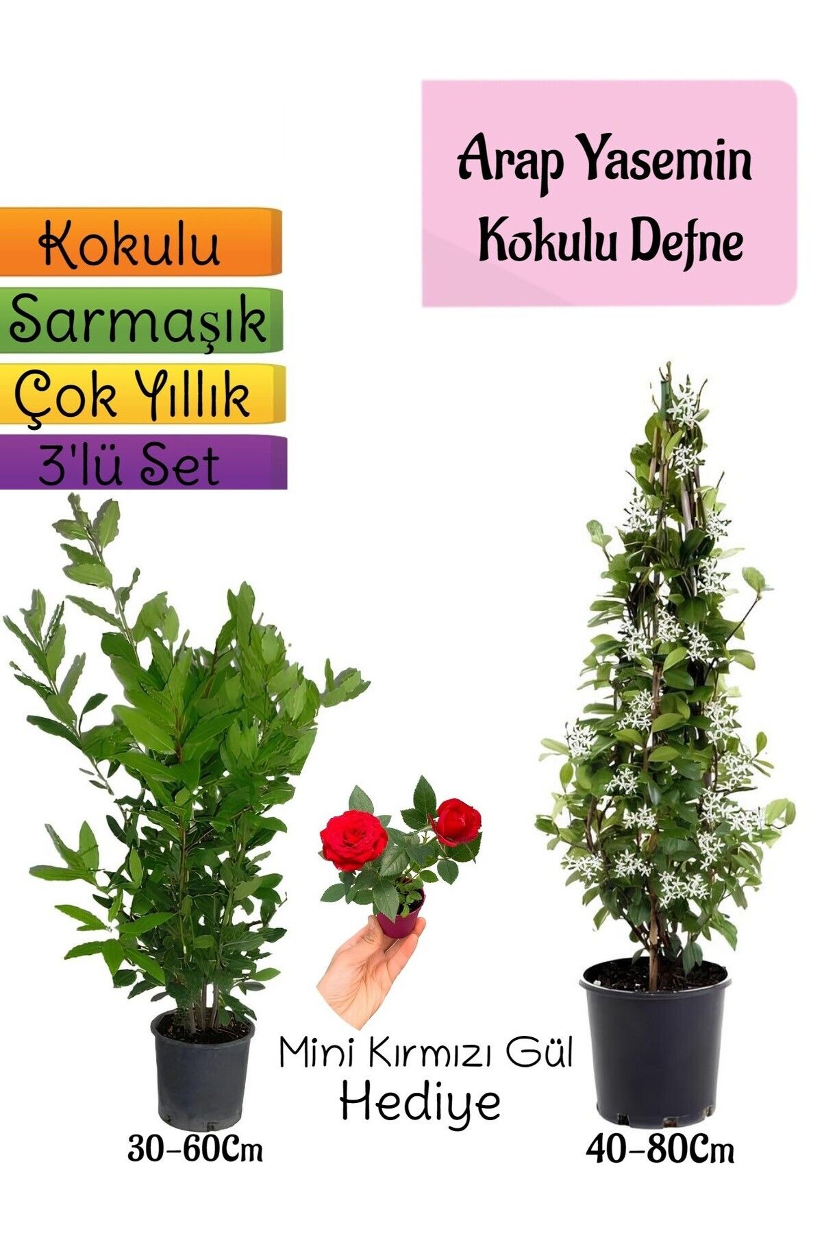 Bitkim Sende Çok Avantajlı Kokulu Arap Yasemini+Defne Çalısı+Mini Gül Hediyeli 3'lü Bahçe Seti