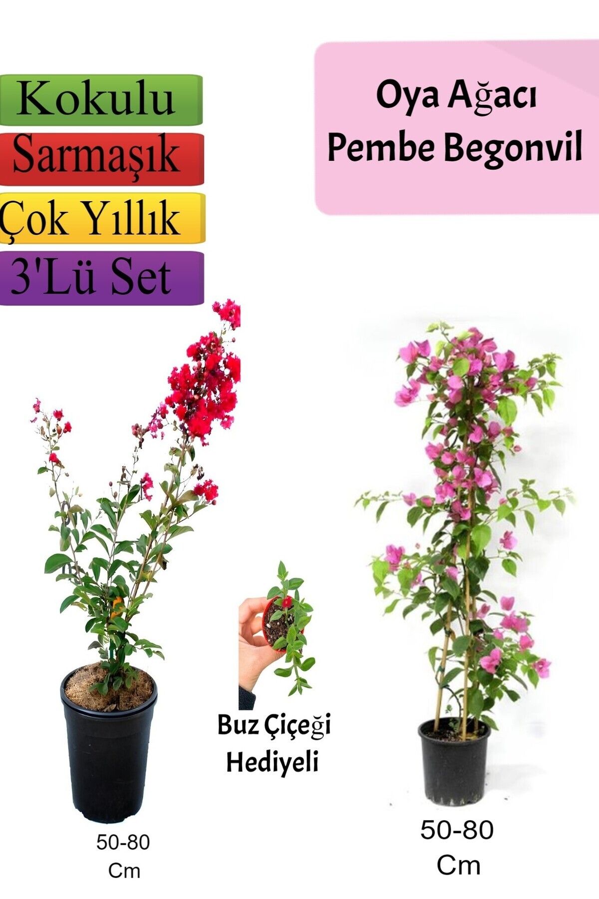 Gardenbox Çok Avantajlı Kırmızı Oya Ağacı+ Pembe Begonvil+ Buz Çiçeği Hediyeli