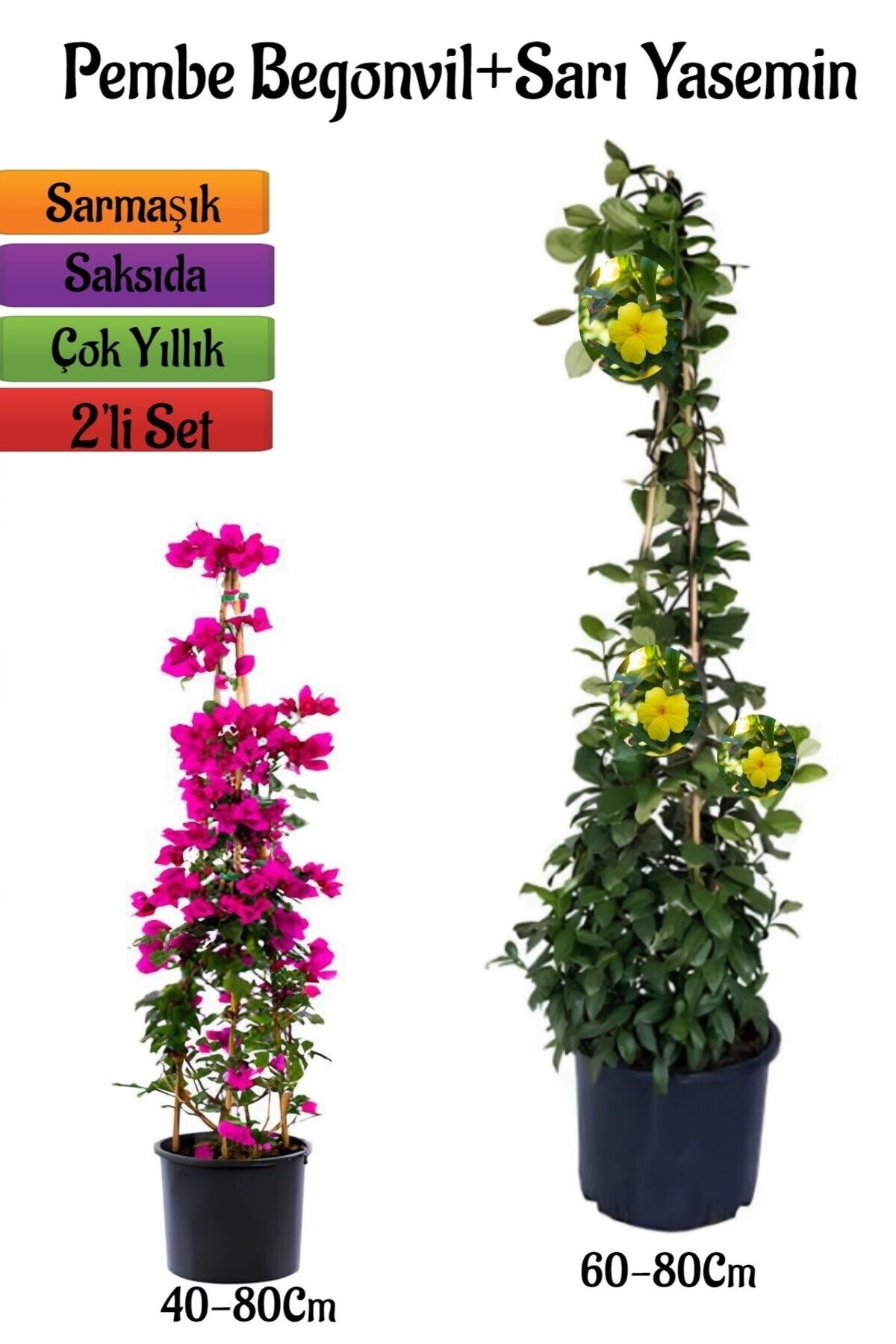 Gardenbox Çok Avantajlı Pembe Begonvil Çiçeği Fidanı+Sarı Yasemin Fidanı 2'li Bahçe Peyzaj Seti