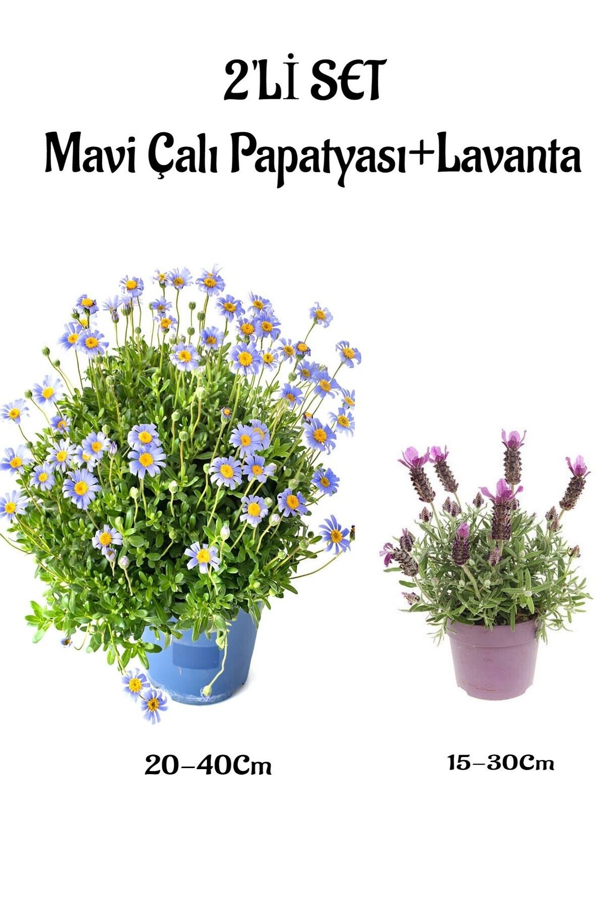 Gardenbox Çok Avantajlı Mavi Çalı Papatyası Maviş(Felicia)+Mor Lavanta Saksılı Dış Mekan Bitkisi