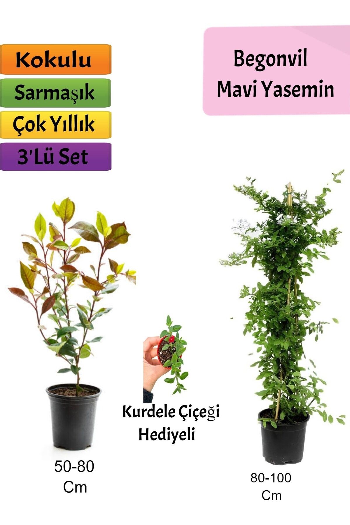 Bitkim Sende Mavi Yasemin + Alev Çalısı+ Buz Hediyeli