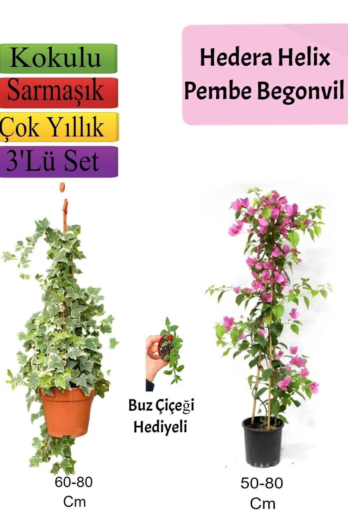 Bitkim Sende Çok Avantajlı Hedera Helix Sarmaşığı+ Pembe Begonvil+ Buz Çiçeği Hediyeli