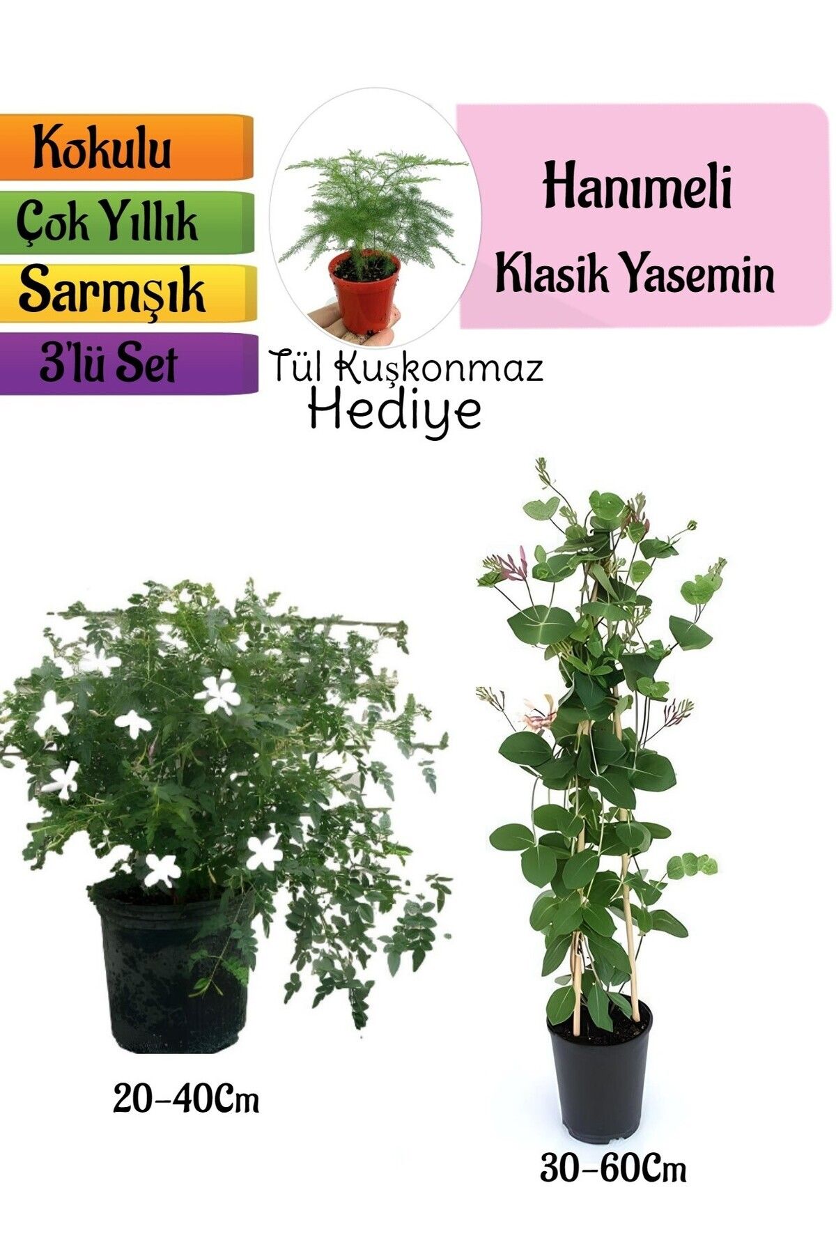 Gardenbox Çok Avantajlı Klasik Kokulu Yasemin+Kokulu Hanımeli Çiçeği+Tül Kuşkonmaz Hediyeli