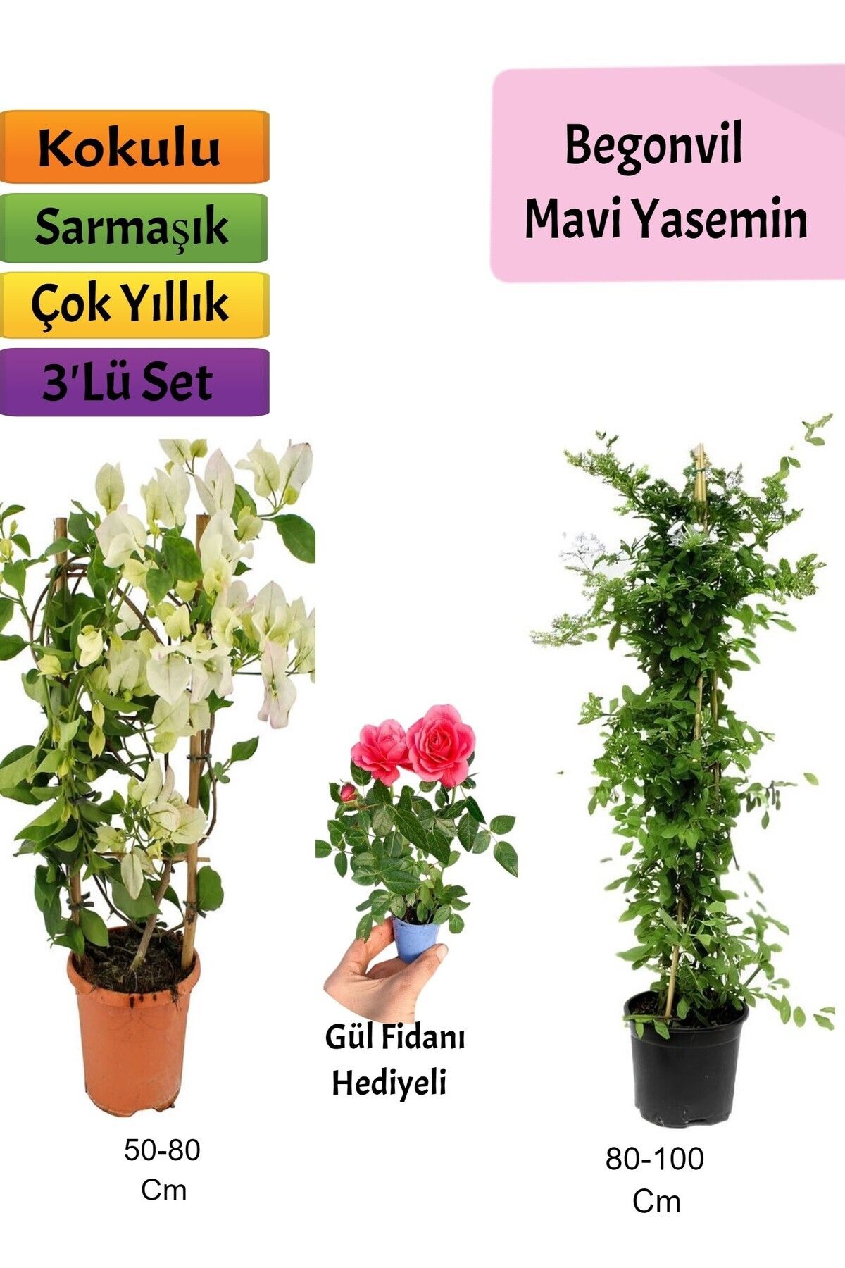 Bitkim Sende Mavi Yasemin+ Beyaz Begonvil+ Pembe Gül Fidanı Çiçeği Hediyeli