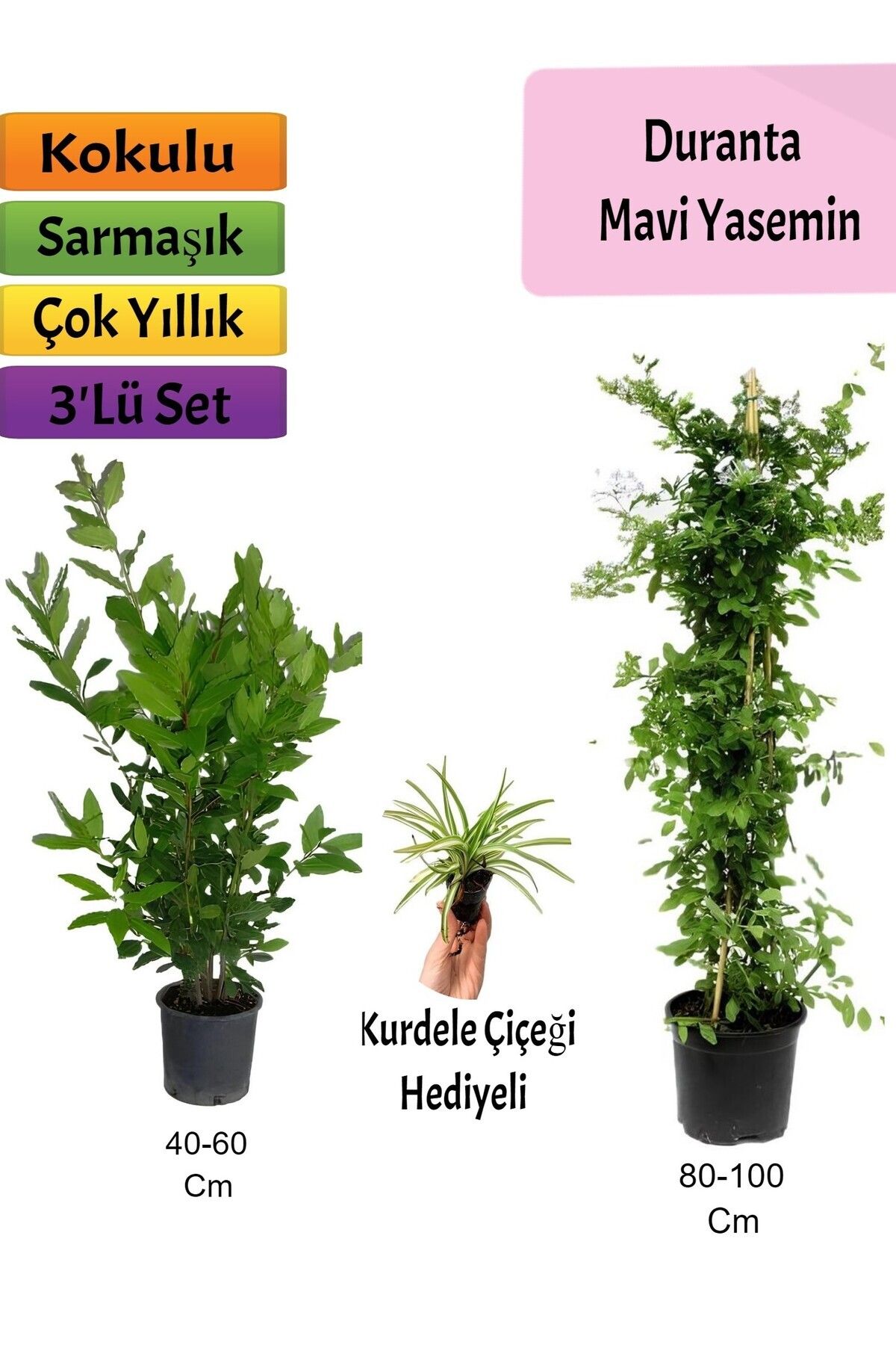 Bitkim Sende Mavi Yasemin+ Defne Çalısı+ Kurdele Hediyeli
