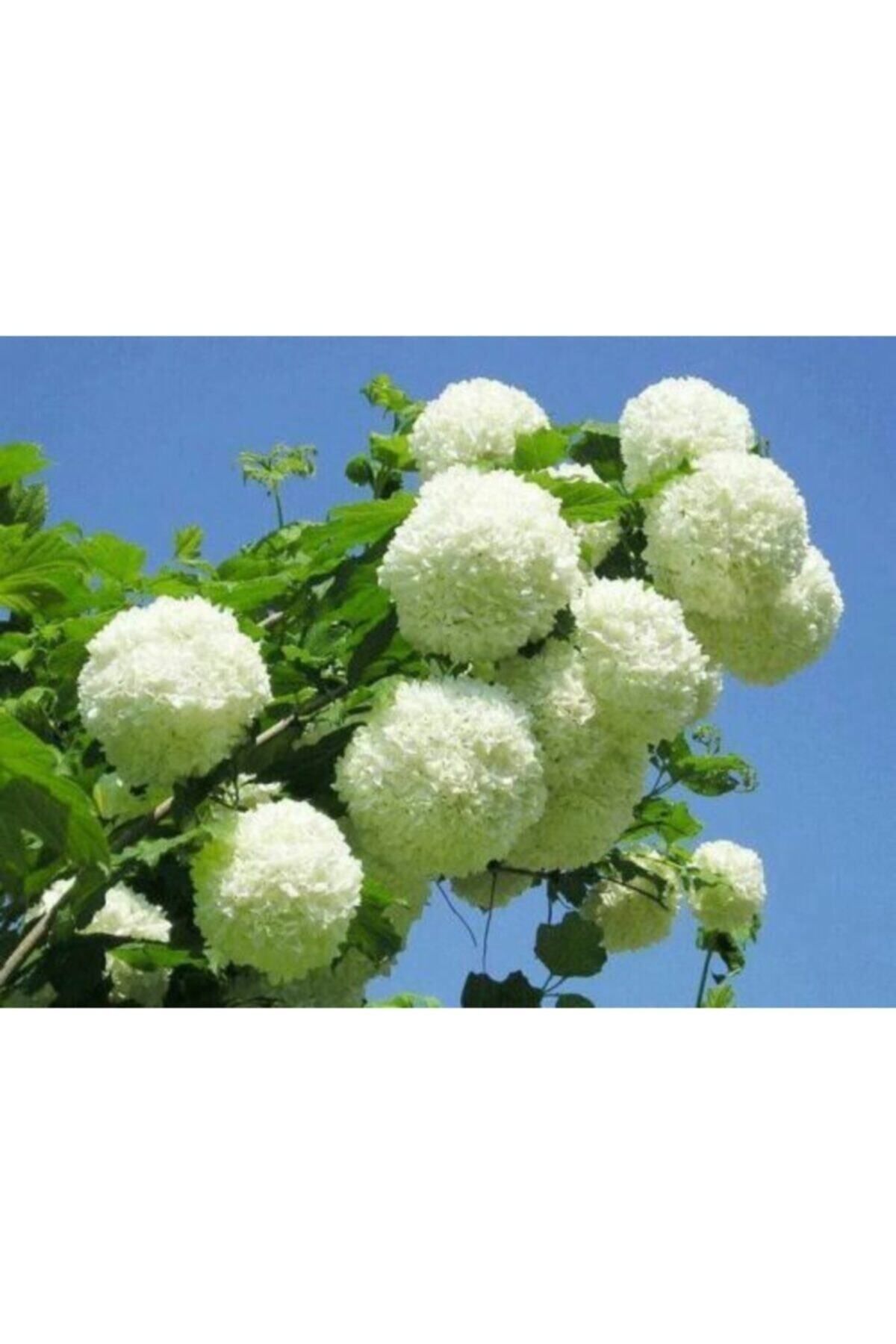 Bitkim Sende Çınar Kartopu Çiçeği Fidanı 60 Cm