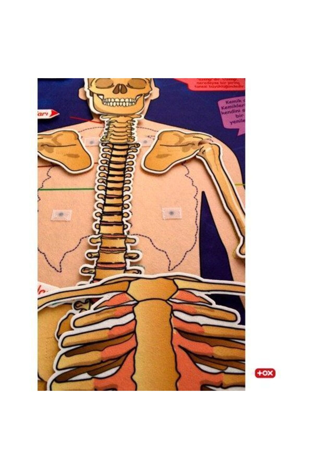 Tox-Skeleton System Felt Wall Panel, Educational Toy 2