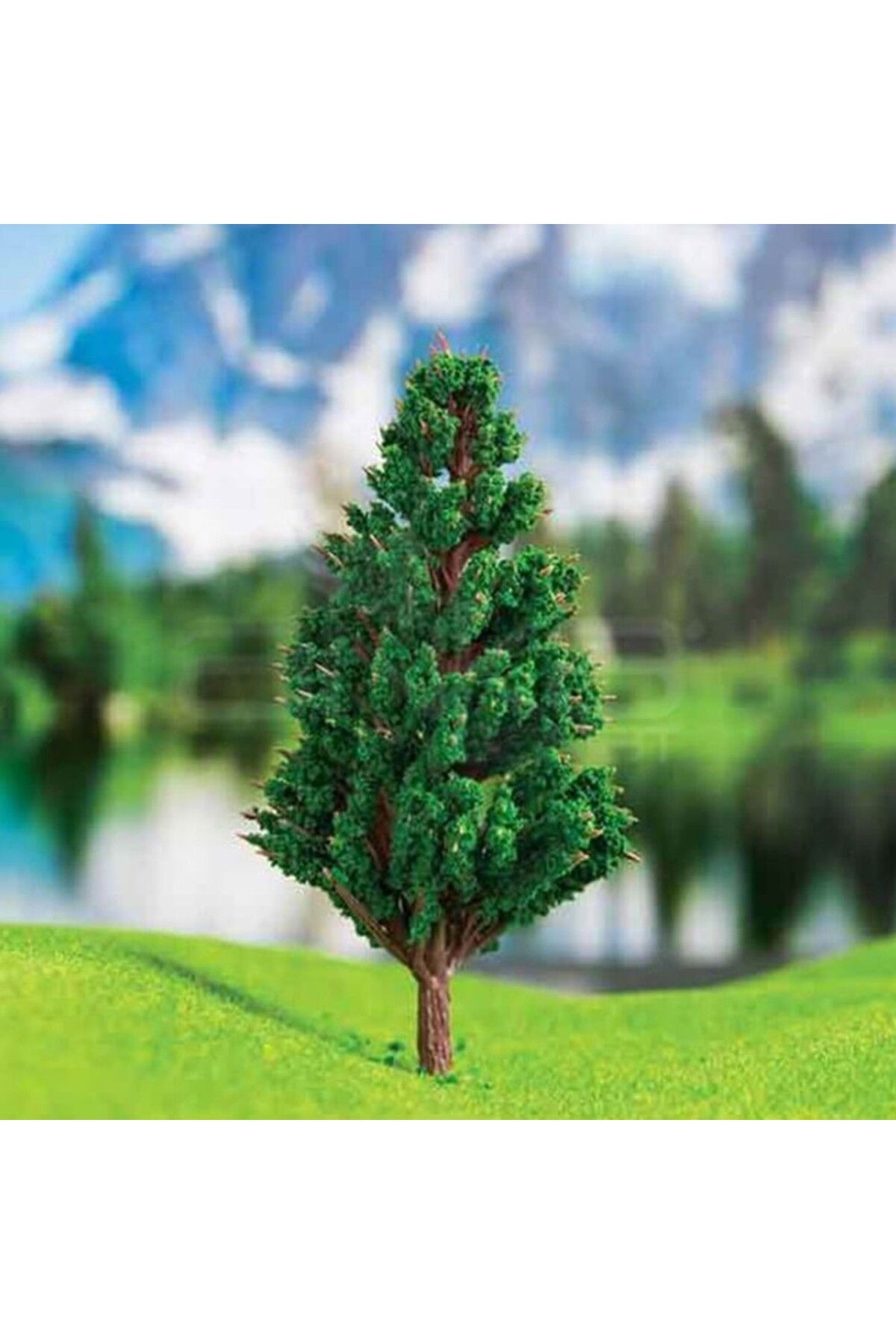 Jordania-Juniper Tree--8 Cm--2 Pieces 1