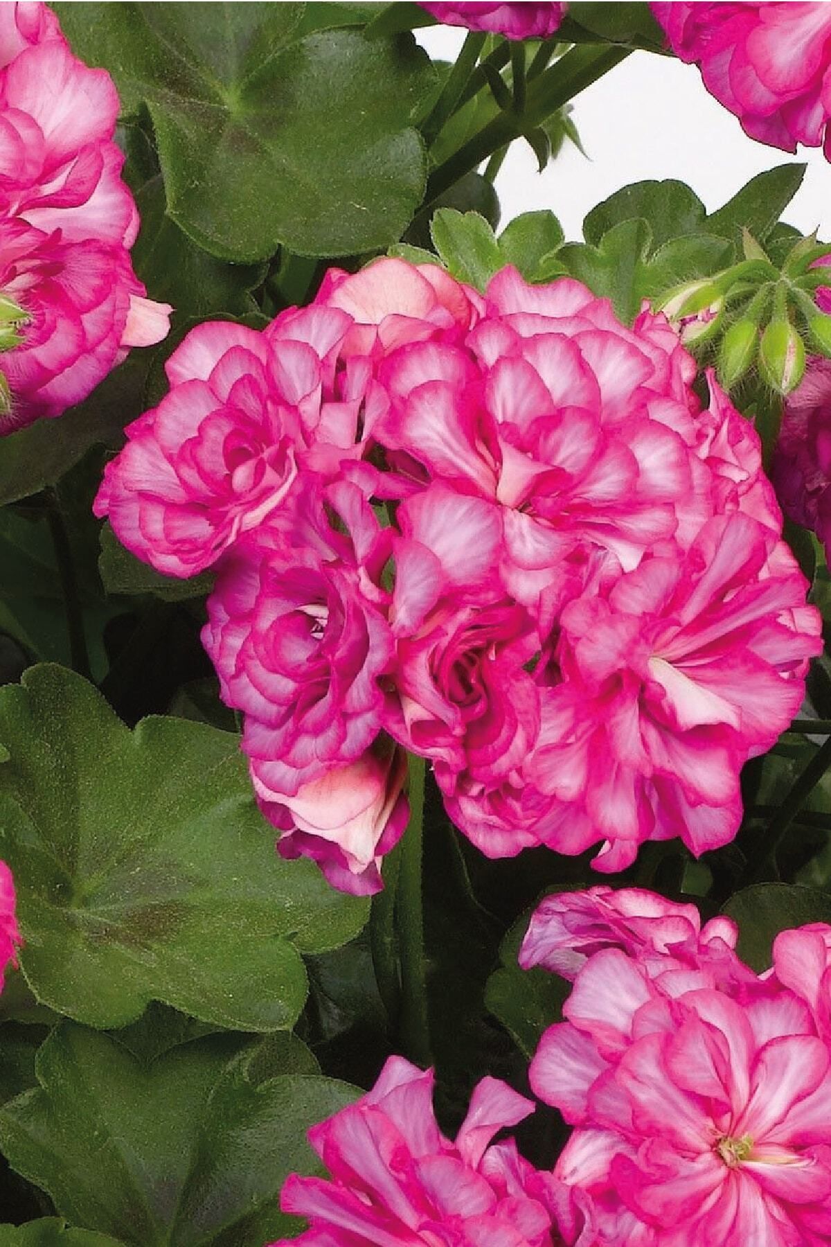 Gardina Sakız Sardunya Fidesi Katmerli ( Sarkan Sardunya Pelargonium Peltatum ) Arctic Rose 1 Adet