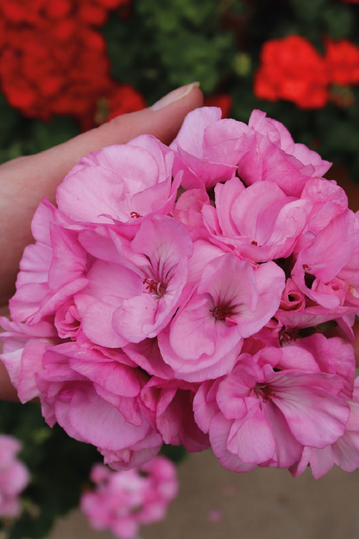 Gardina Sakız Sardunya Fidesi Katmerli ( Sarkan Sardunya Pelargonium Peltatum ) Pink 1 Adet