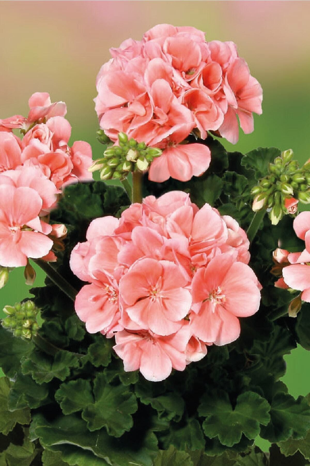 Gardina Sardunya Fidesi Bodur ( Pelargonium Zonale Dark ) Salmon 1 Adet