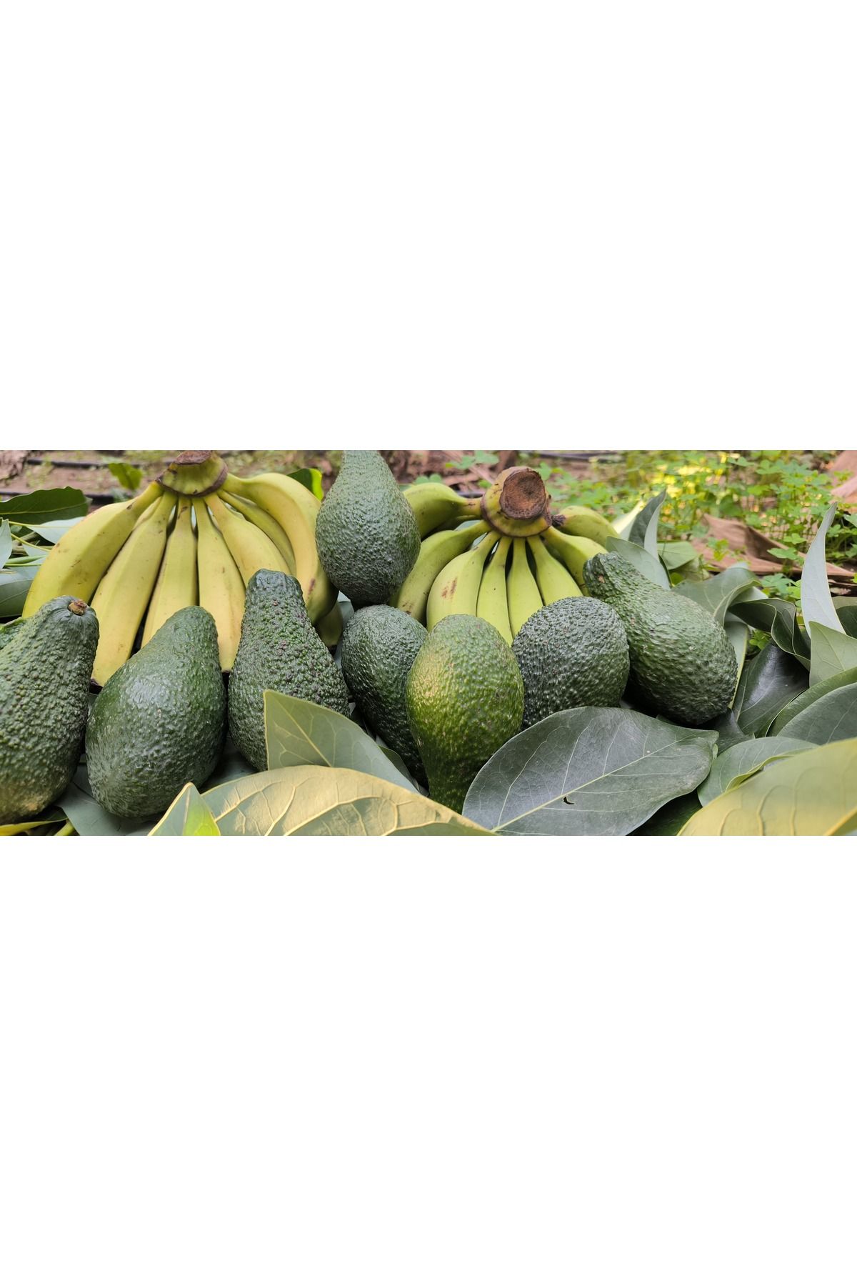 Naturanya 2 Kg Mi̇ni̇ Avokado + 2 Kg Muz