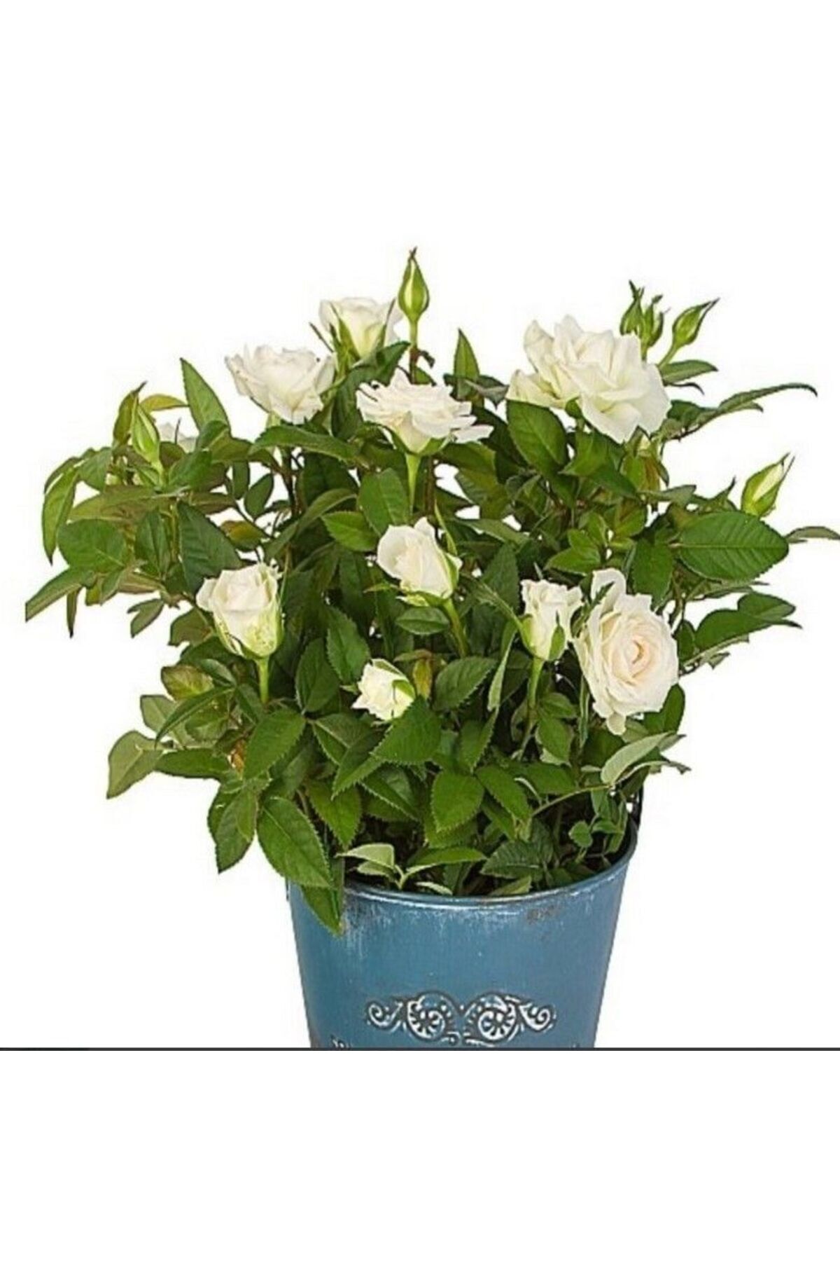 TacirDepo Emilia Bodur Yediveren Beyaz Gül Çiçeği Fidesi (1 adet Paper ...