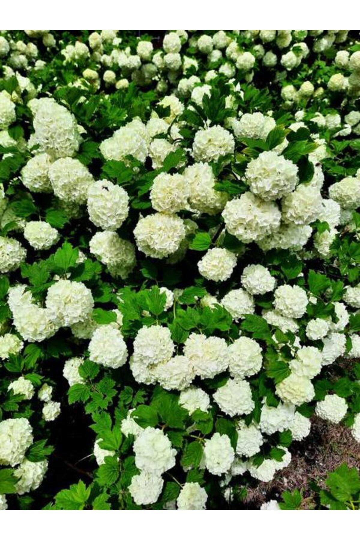 Gardenbox Çok Avantajlı Kartopu Beyaz Renkli (30 60 CM) 1 Adet Tüplü Dış Mekan Bitkisi Viburnum Opulus