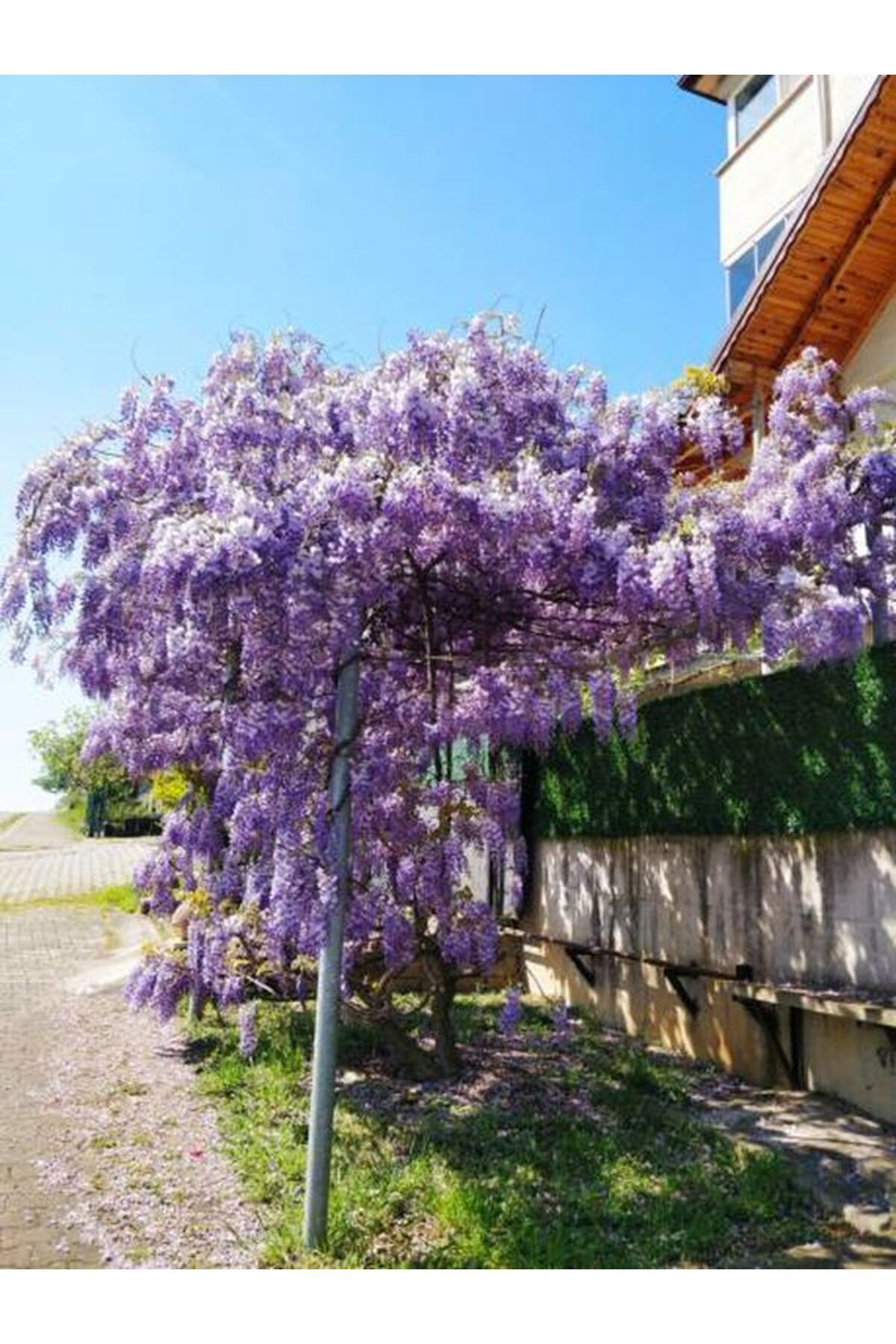 Gardenbox Çok Avantajlı Mor Salkım Çiçeği Fidanı Bahçe Balkon Bitkisi (30 40CM)1 Adet Saksılı Buddleja Davidii