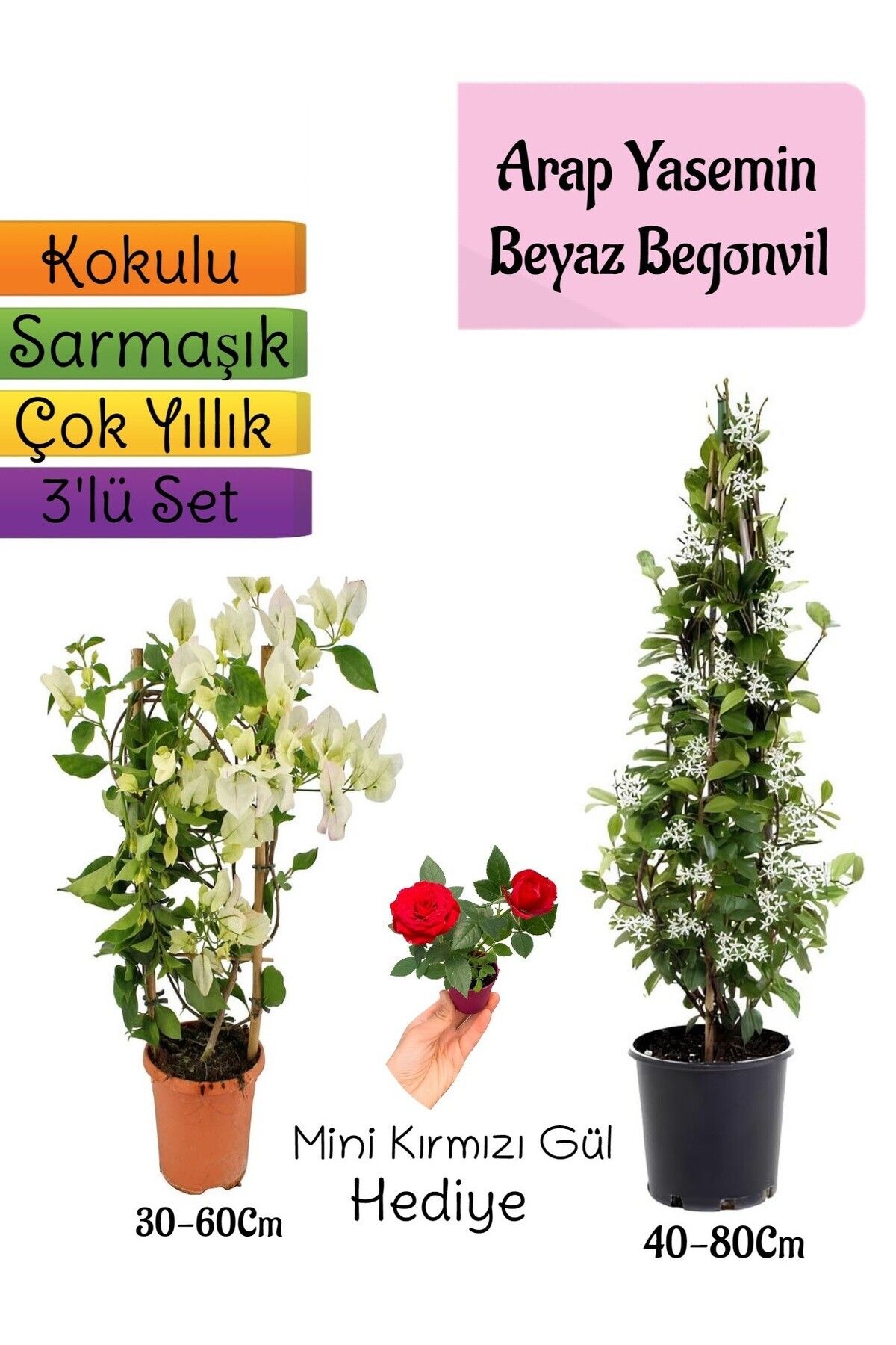 Gardenbox Çok Avantajlı Kokulu Arap Yasemini+Beyaz Begonvil+Mini Gül Hediyeli 3'lü Bahçe Seti