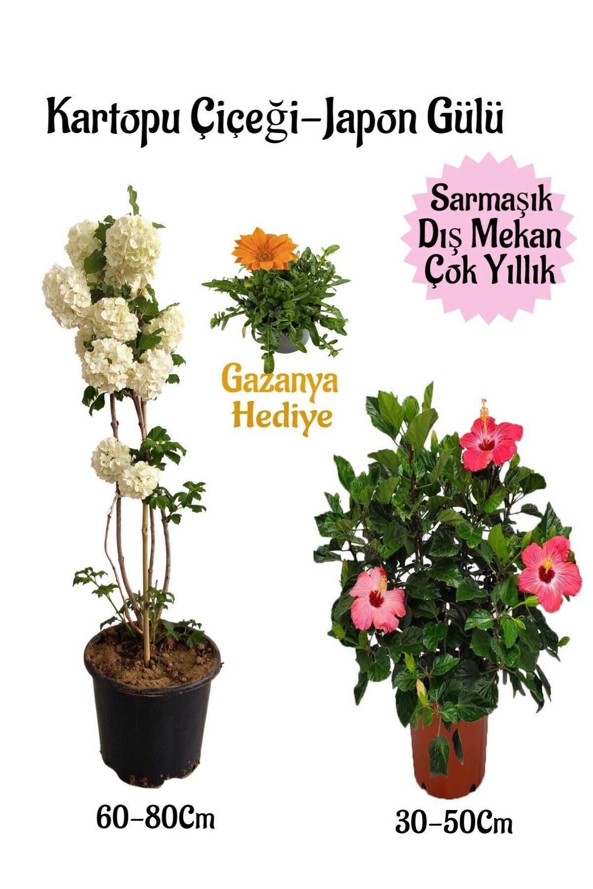 serada decor plant Kartopu Çiçeği 1 ADET +Pembe Japon Gülü 1 ADET+Turuncu Gazanya Hediye Saksılı Bahçe Seti