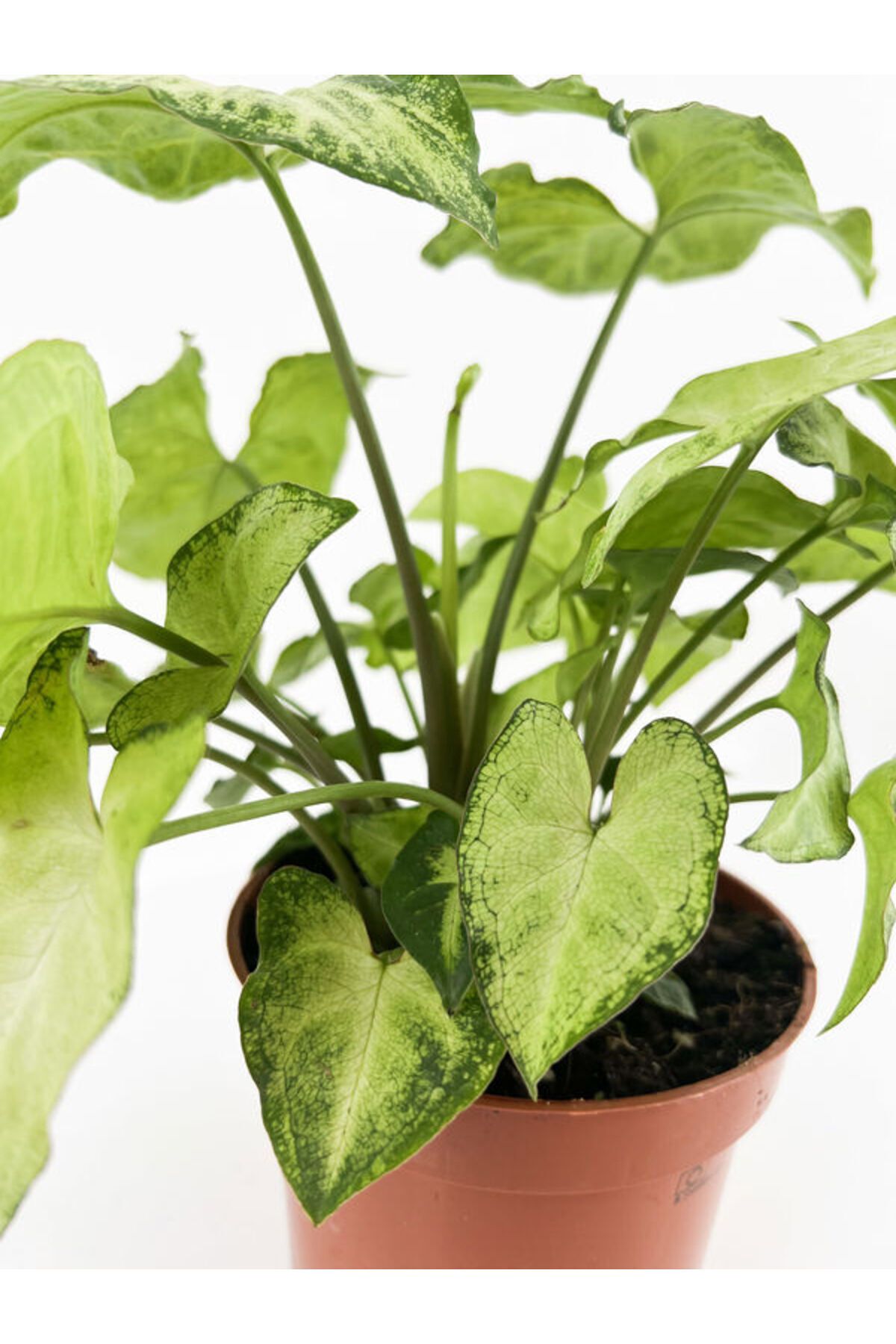 Gardenbox Çok Avantajlı Melek Kanadı Sarmaşık (50 60 CM)1 Adet Saksılı Dış Mekan Bitkisi Syngonium Podophyllum