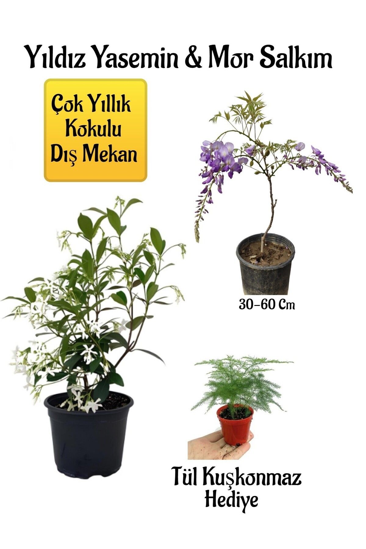 Bitkim Sende Çok Avantajlı Kokulu Yıldız Yasemin Çiçeği+Mor Salkım Ağacı Fidanı Tül Kuşkonmaz Hediyeli