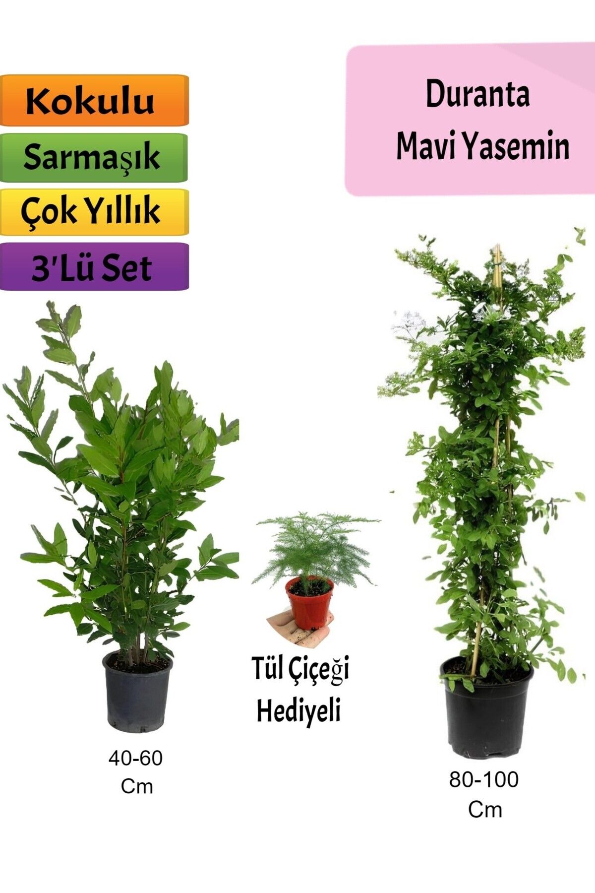 Bitkim Sende Mavi Yasemin+ Defne Çalısı+ Tül Hediyeli