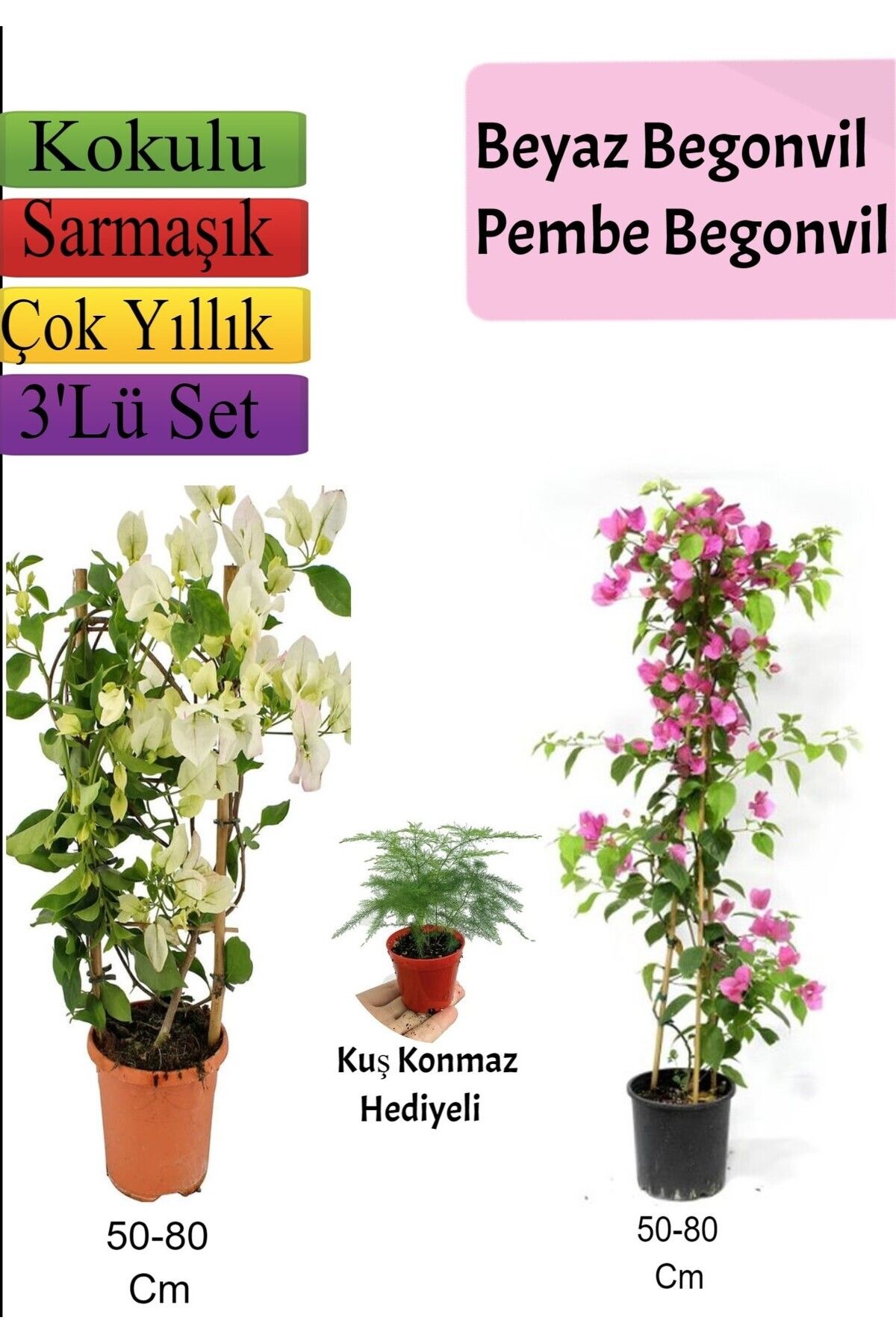 Bitkim Sende Beyaz+ Pembe Begonvil+ Tül Çiçeği Hediyeli