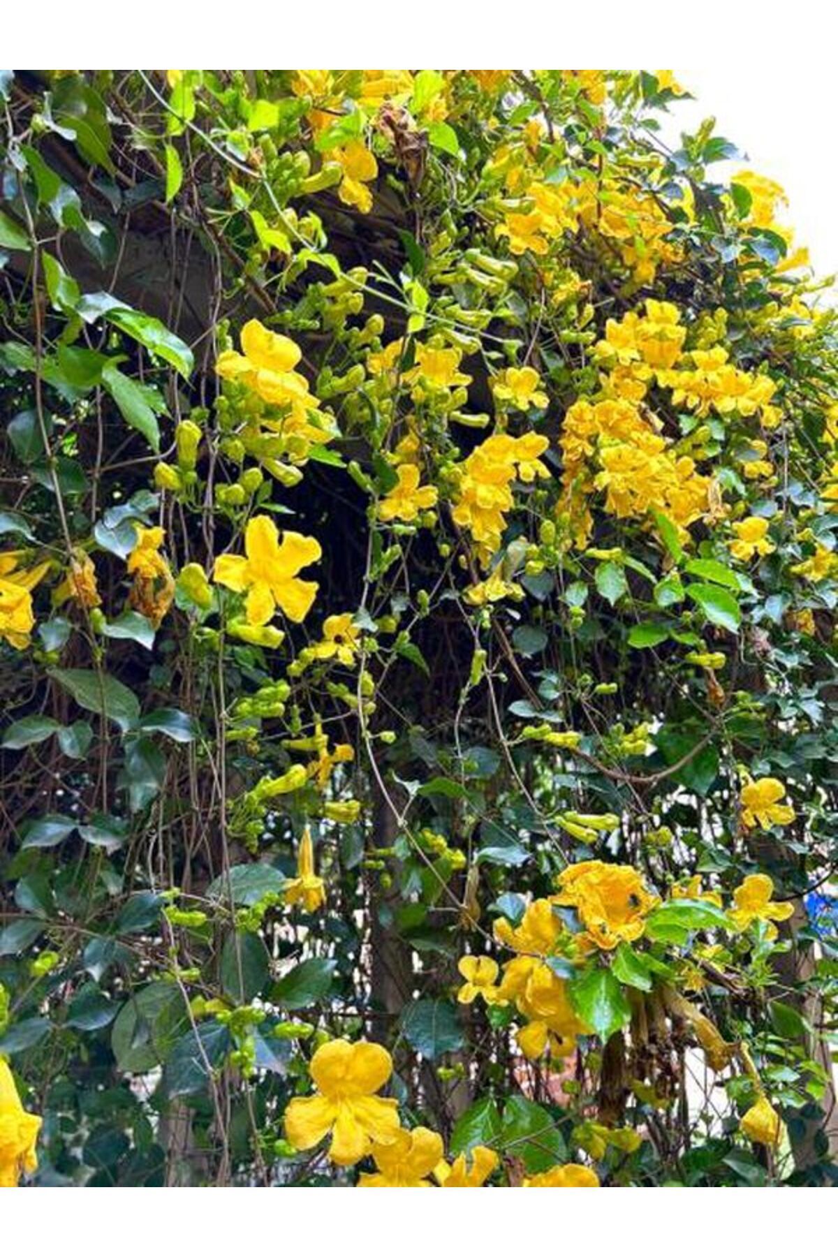 Bitkim Sende Esthetic Architecture Sarı Çiçekli Yasemin 1 Adet Saksılı/ Tüplü 60-80 Cm (yellow Jasmine)