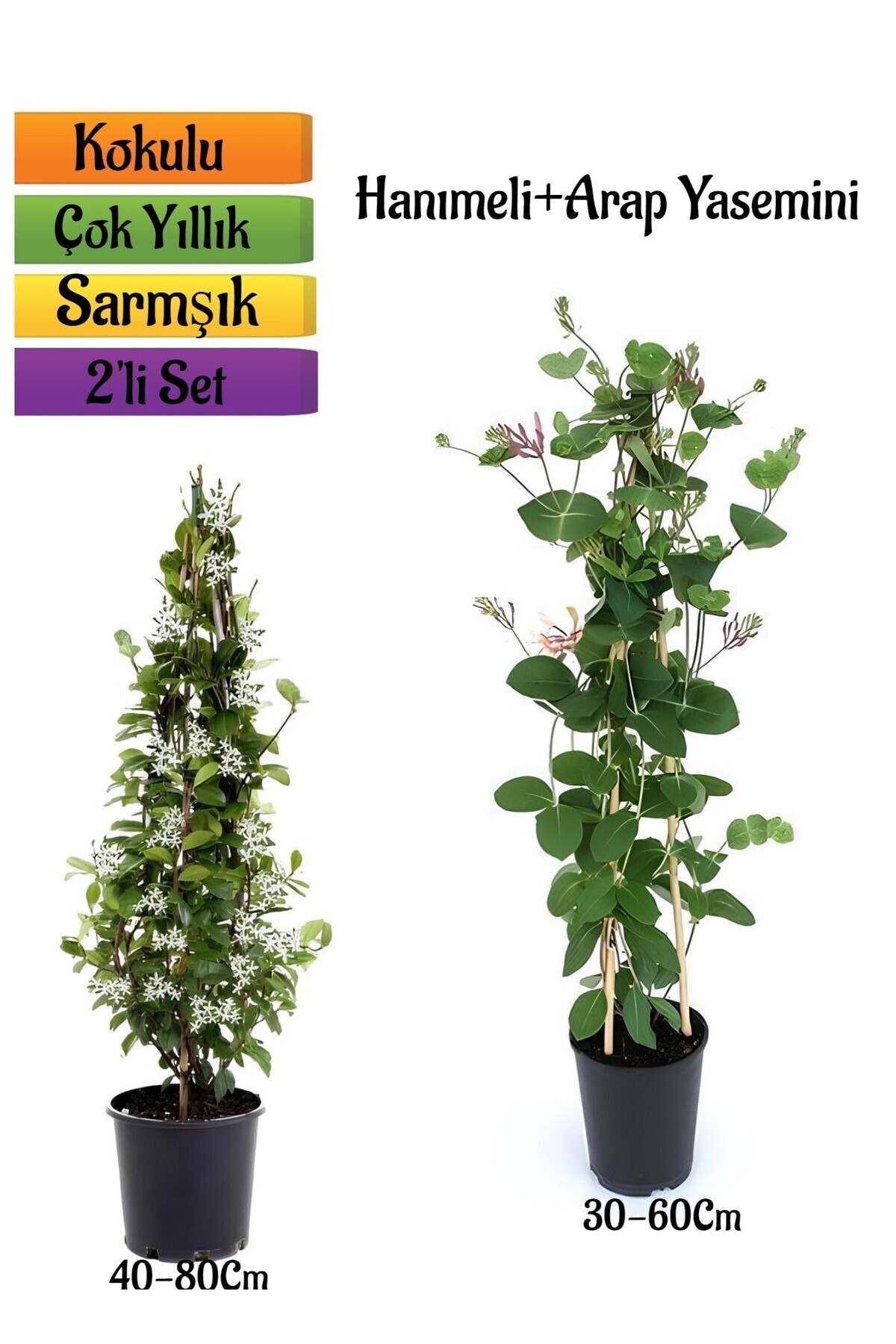 Fragrant Arabian Jasmine+Fragrant Honeysuckle Seedling 2-Piece Garden Landscape Set