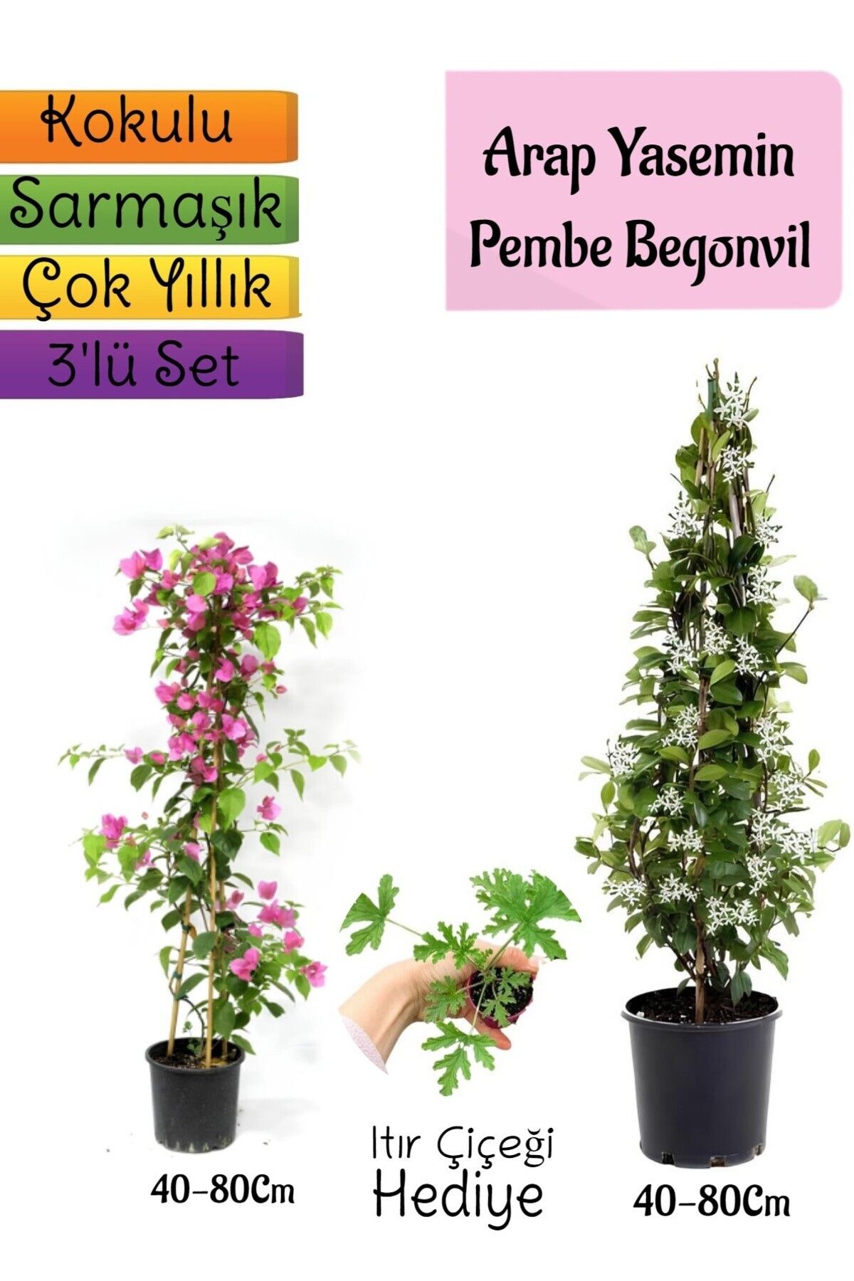Bitkim Sende Çok Avantajlı Kokulu Arap Yasemini Turuncu Begonvil Çiçeği Tül Kuşkonmaz Hediyeli 3'lü Bahçe Seti