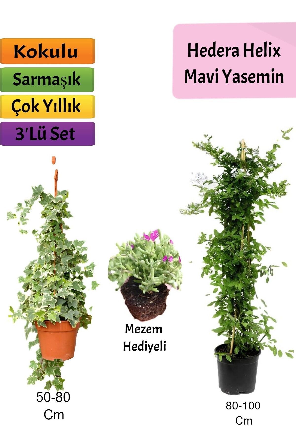 Bitkim Sende Mavi Yasemin+ Hedera Helix+ Mezem Çiçeği Hediyeli
