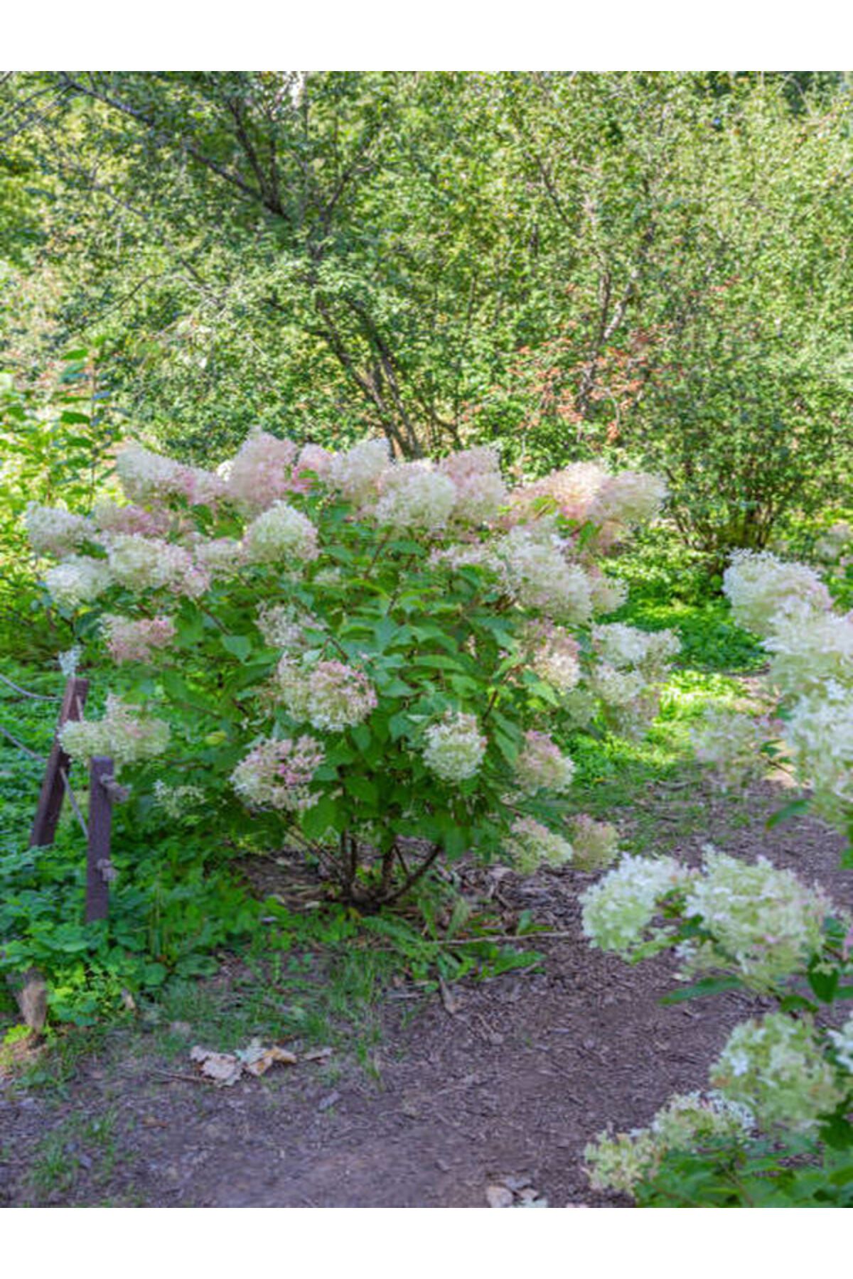 Bitkim Sende Çok Avantajlı Çınar Kartopu Çiçeği Beyaz Renkli (30 60 CM)1 Adet Viburnum Plicatum