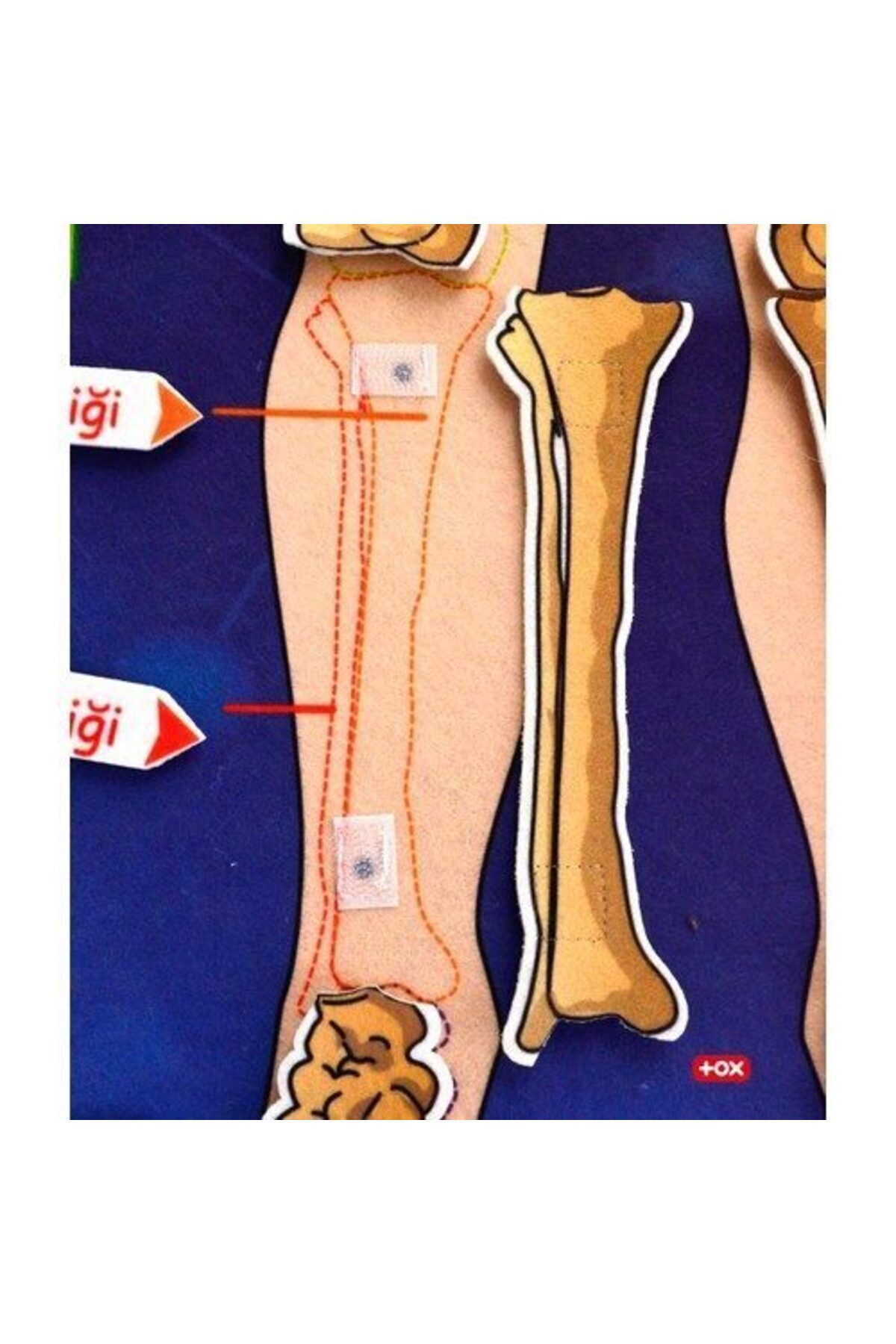 Tox-Skeleton System Felt Wall Panel, Educational Toy 4
