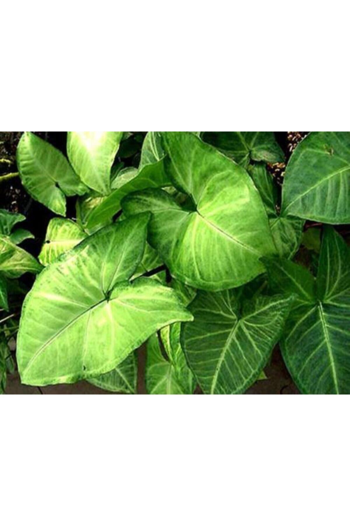 Gardenbox Çok Avantajlı Melek Kanadı Çiçeği Fidanı 40 Cm