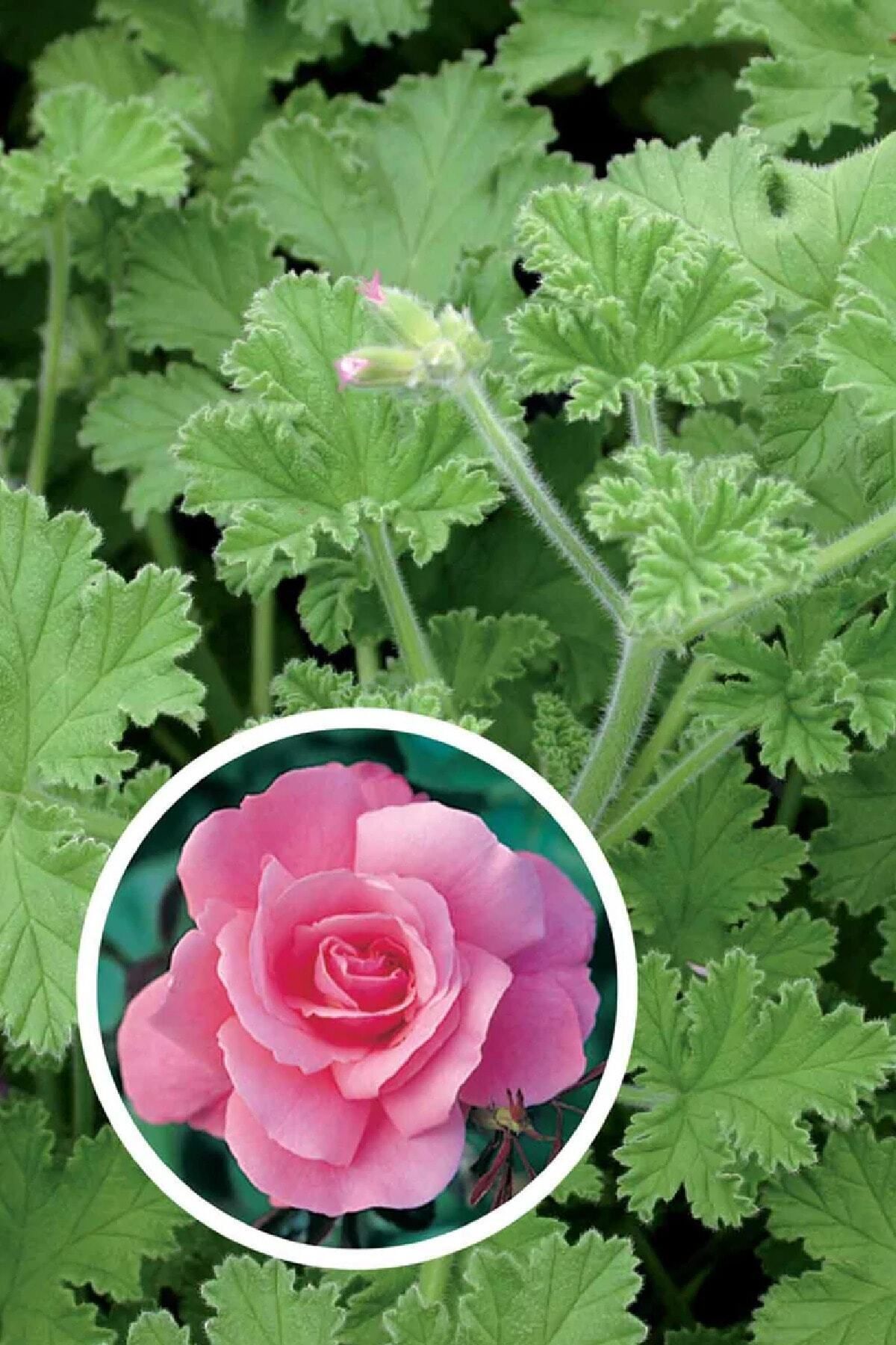 Gardina Gül Kokulu Sardunya Fidesi ( Pelargonium Species Odorata ) 1 Rose Adet