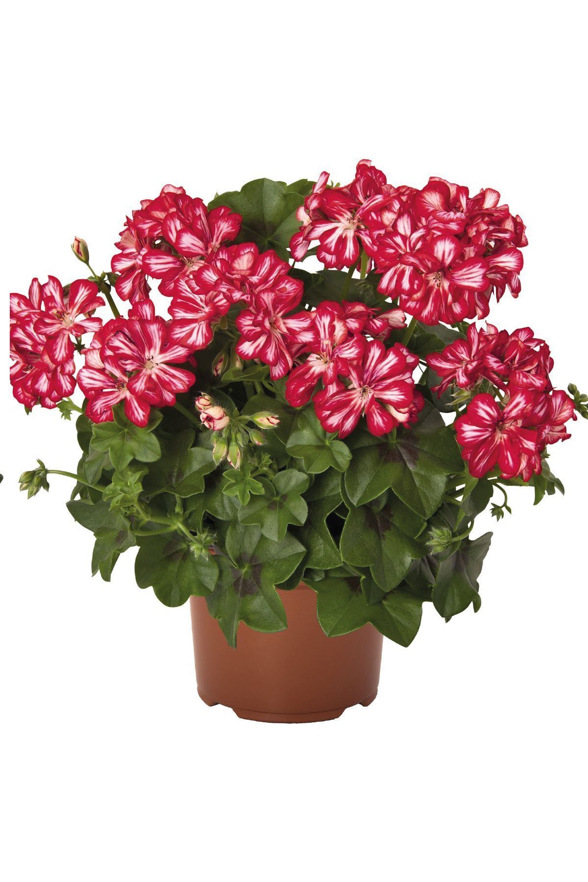 Gardina Sakız Sardunya Fidesi Katmerli ( Sarkan Sardunya Pelargonium Peltatum ) Arctic Scarlet 1 Adet