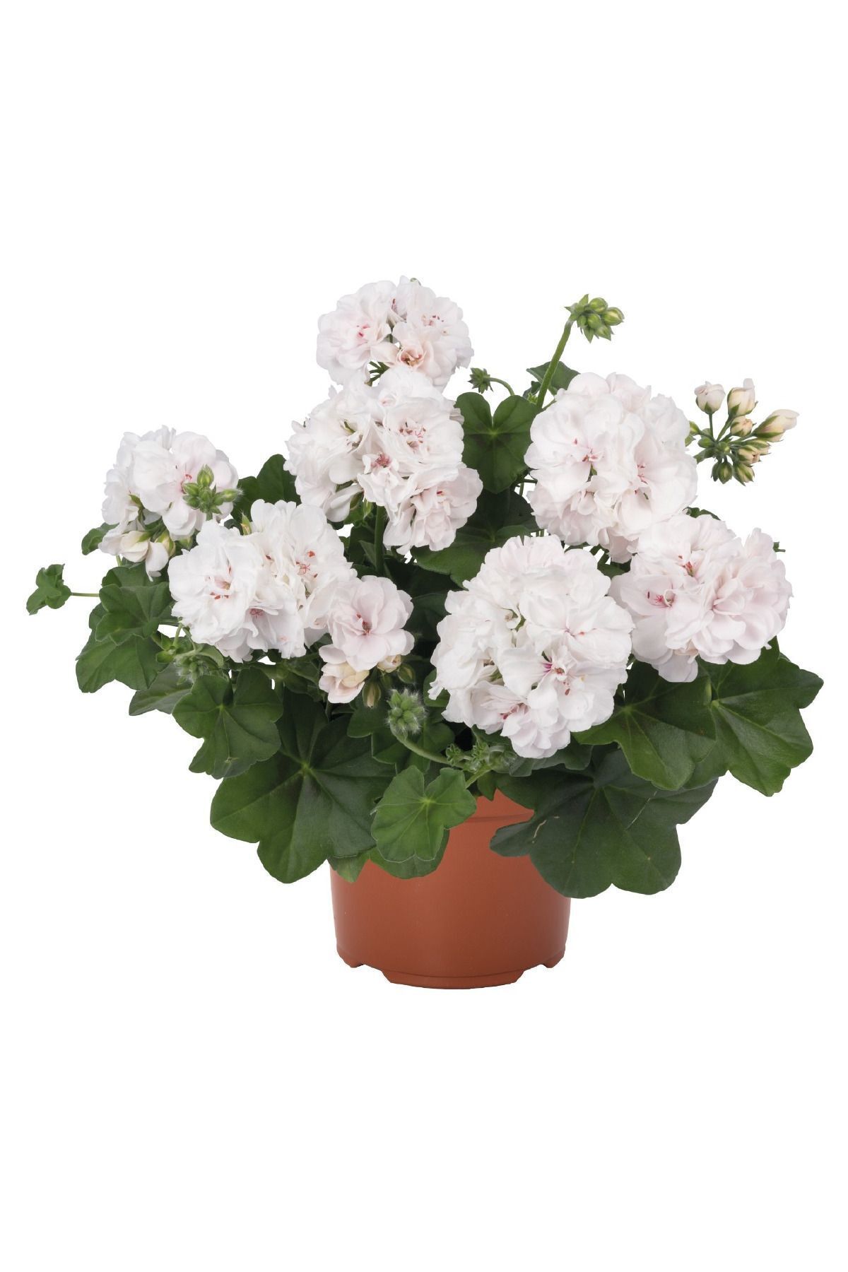 Gardina Sakız Sardunya Fidesi ( Sarkan Sardunya Pelargonium Peltatum ) White 1 Adet