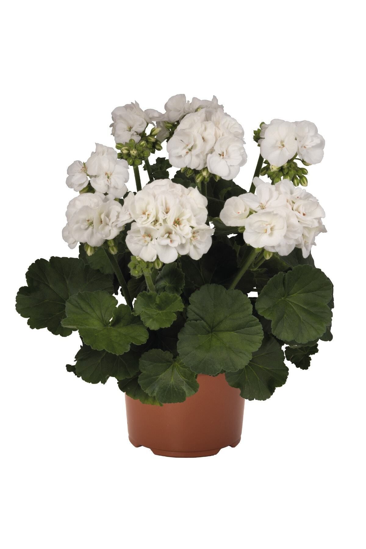 Gardina Sardunya Fidesi Bodur ( Pelargonium Zonale Dark ) White 1 Adet