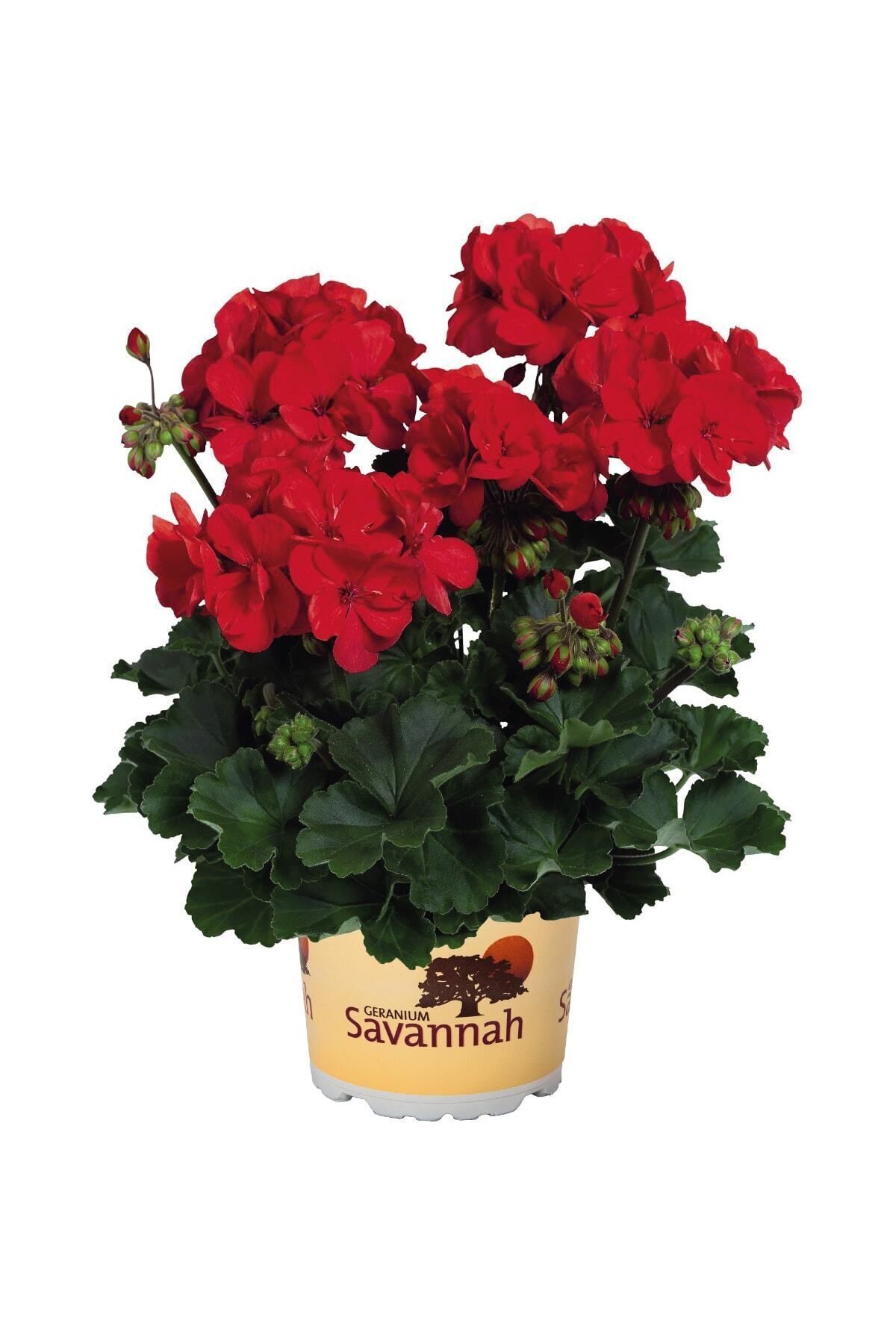 Gardina Sardunya Fidesi Bodur ( Pelargonium Zonale Dark ) Bright Red 1 Adet