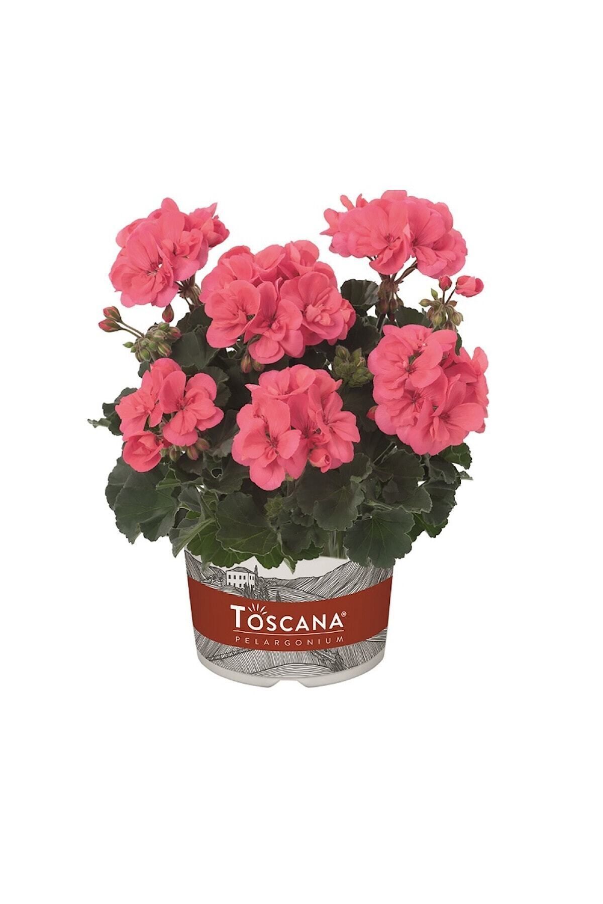 Gardina Sardunya Fidesi Bodur ( Pelargonium Zonale Dark ) Coral 1 Adet