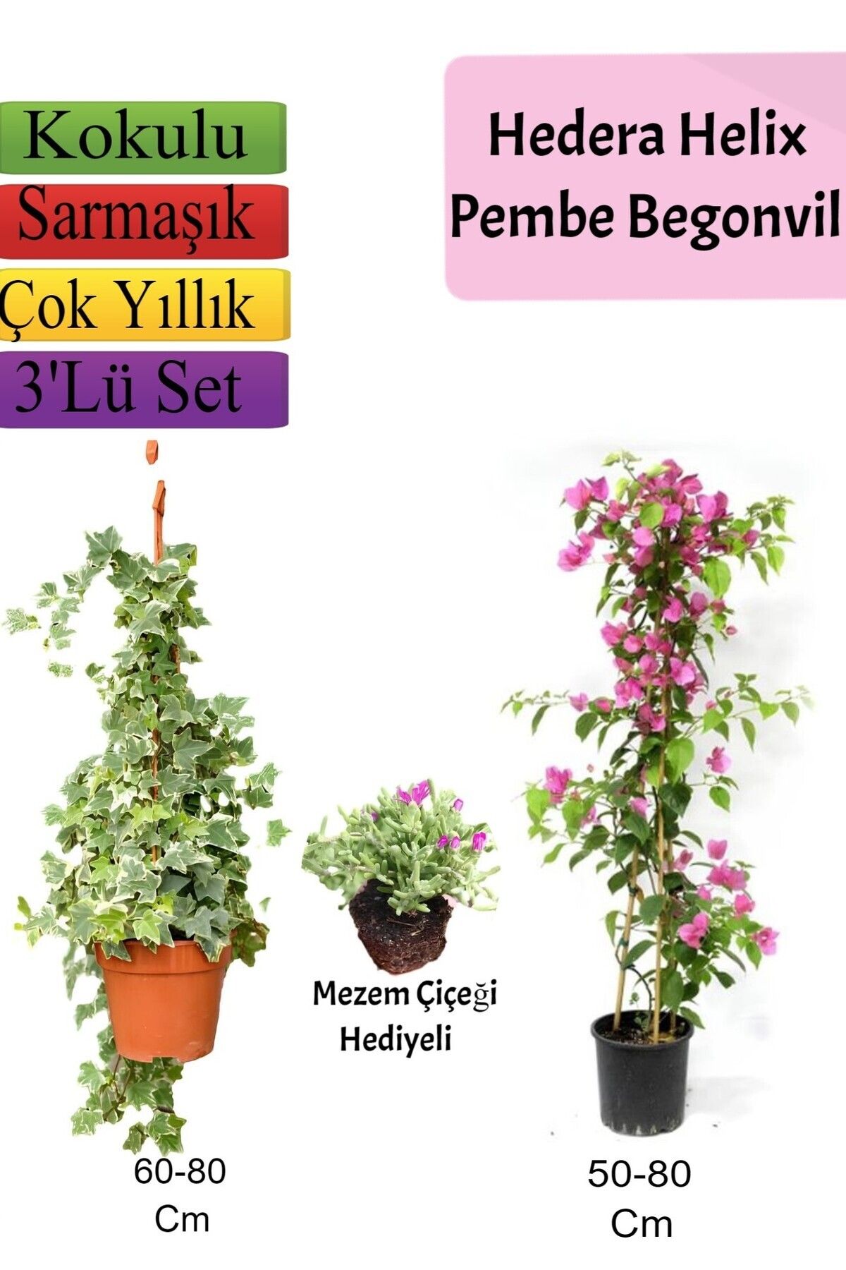 Bitkim Sende Hedera Helix Sarmaşığı+ Pembe Begonvil+ Mezem Çiçeği Hediyeli