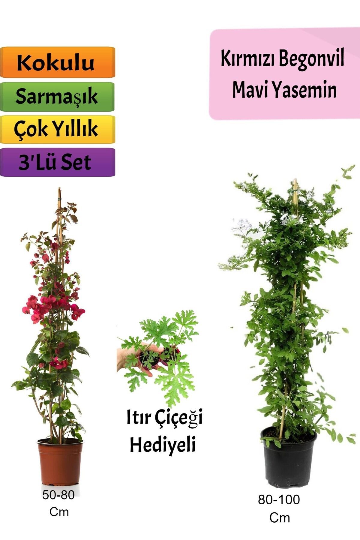Bitkim Sende Mavi Yasemin+ Kırmızı Begonvil+ Itır Çiçeği Hediyeli