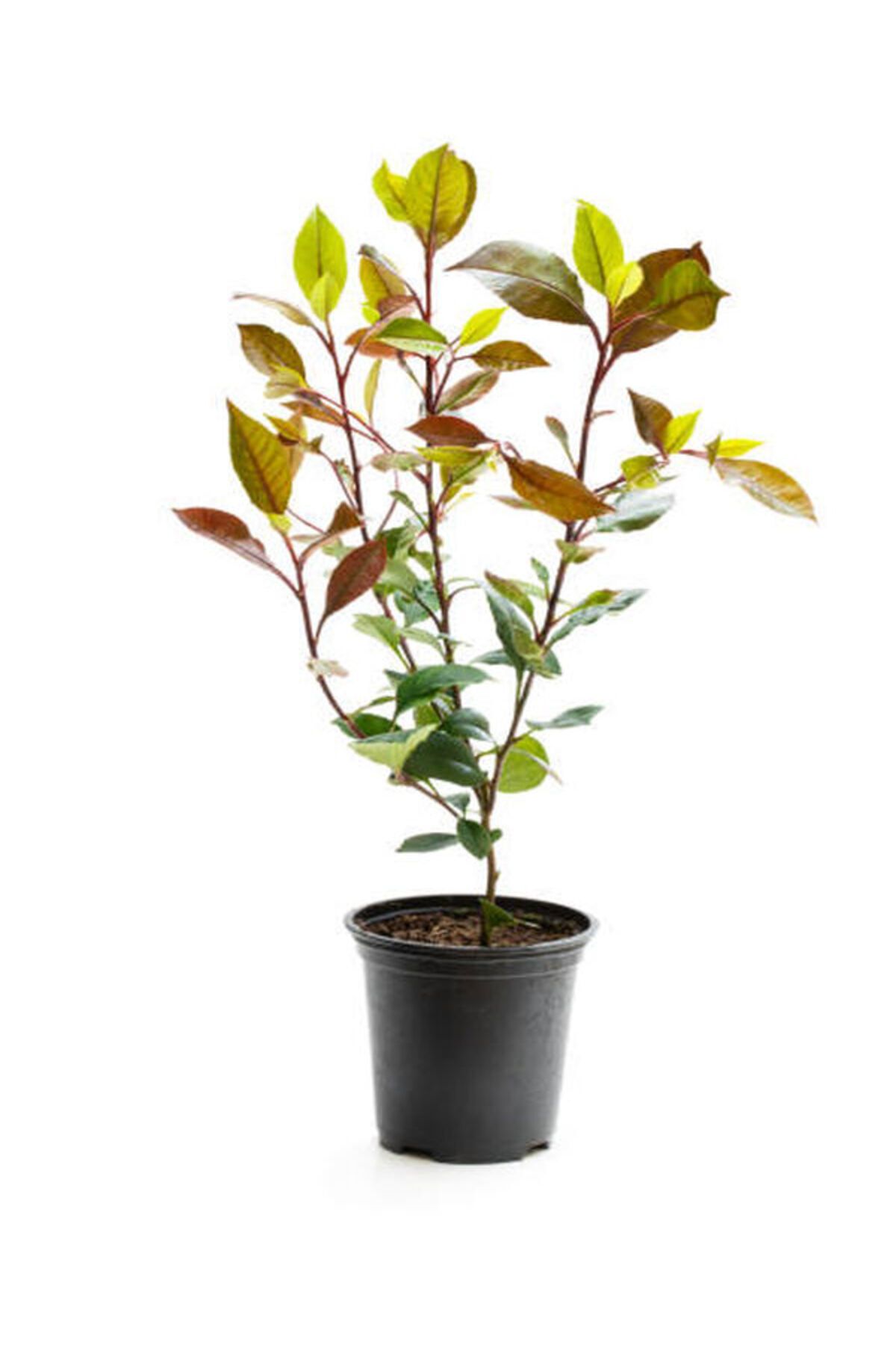 Gardenbox Çok Avantajlı Alev Çalısı Kırmızı Yaprak (30 50CM)1 Adet Photinia Serratifolia